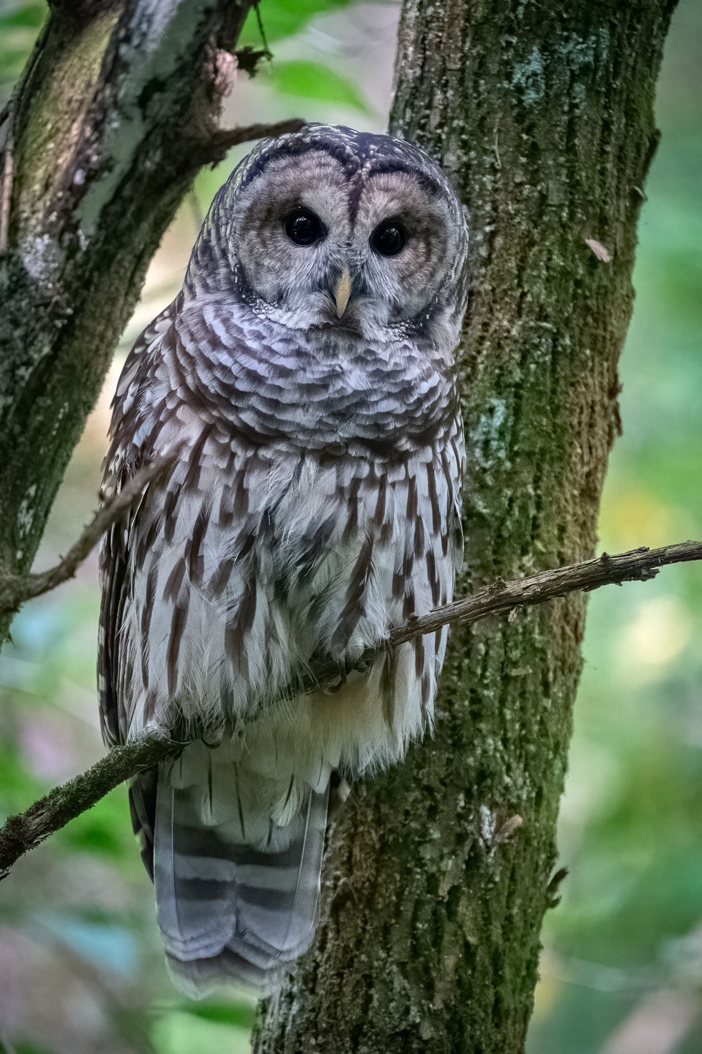 Barred Owl