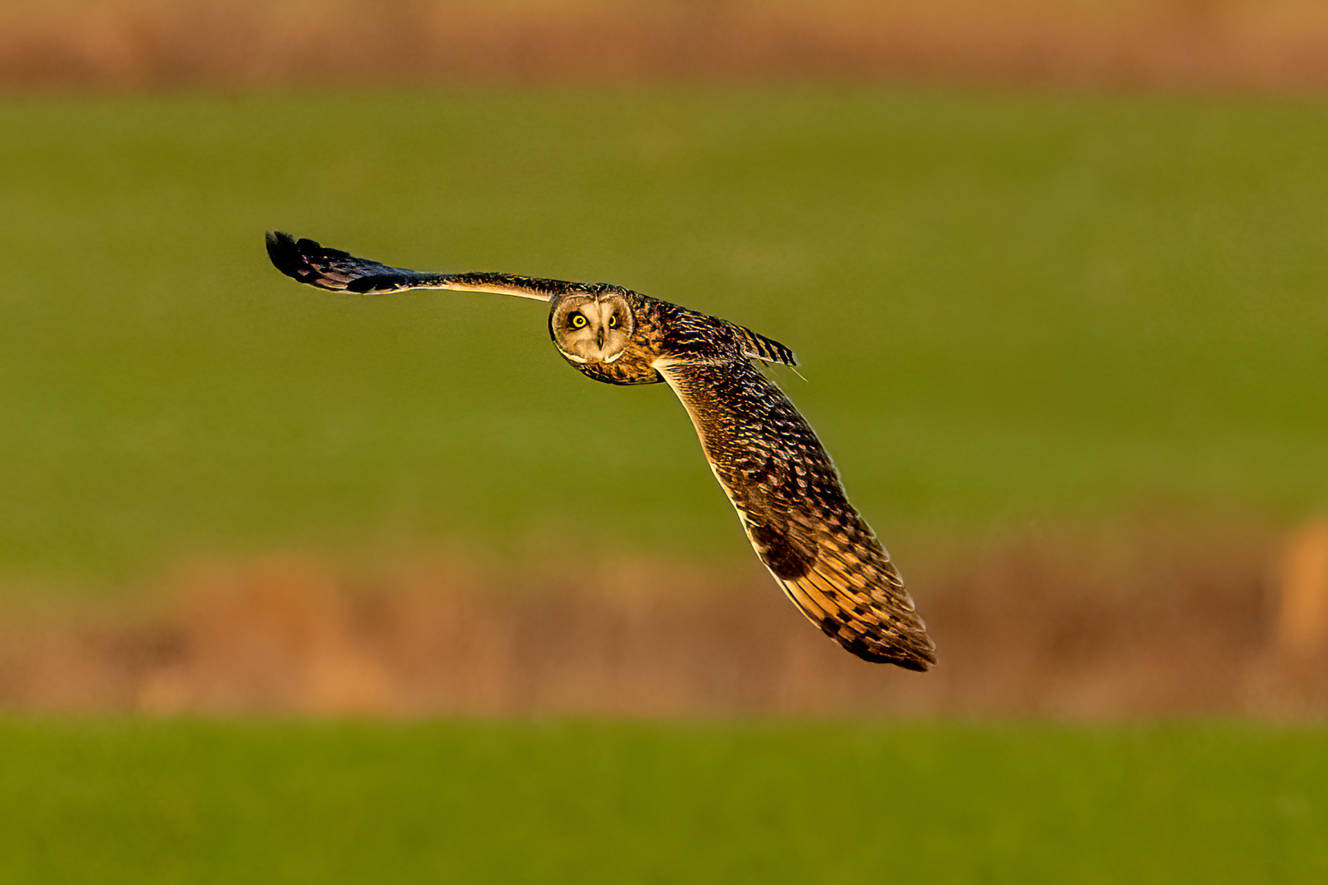 Short-eared owl