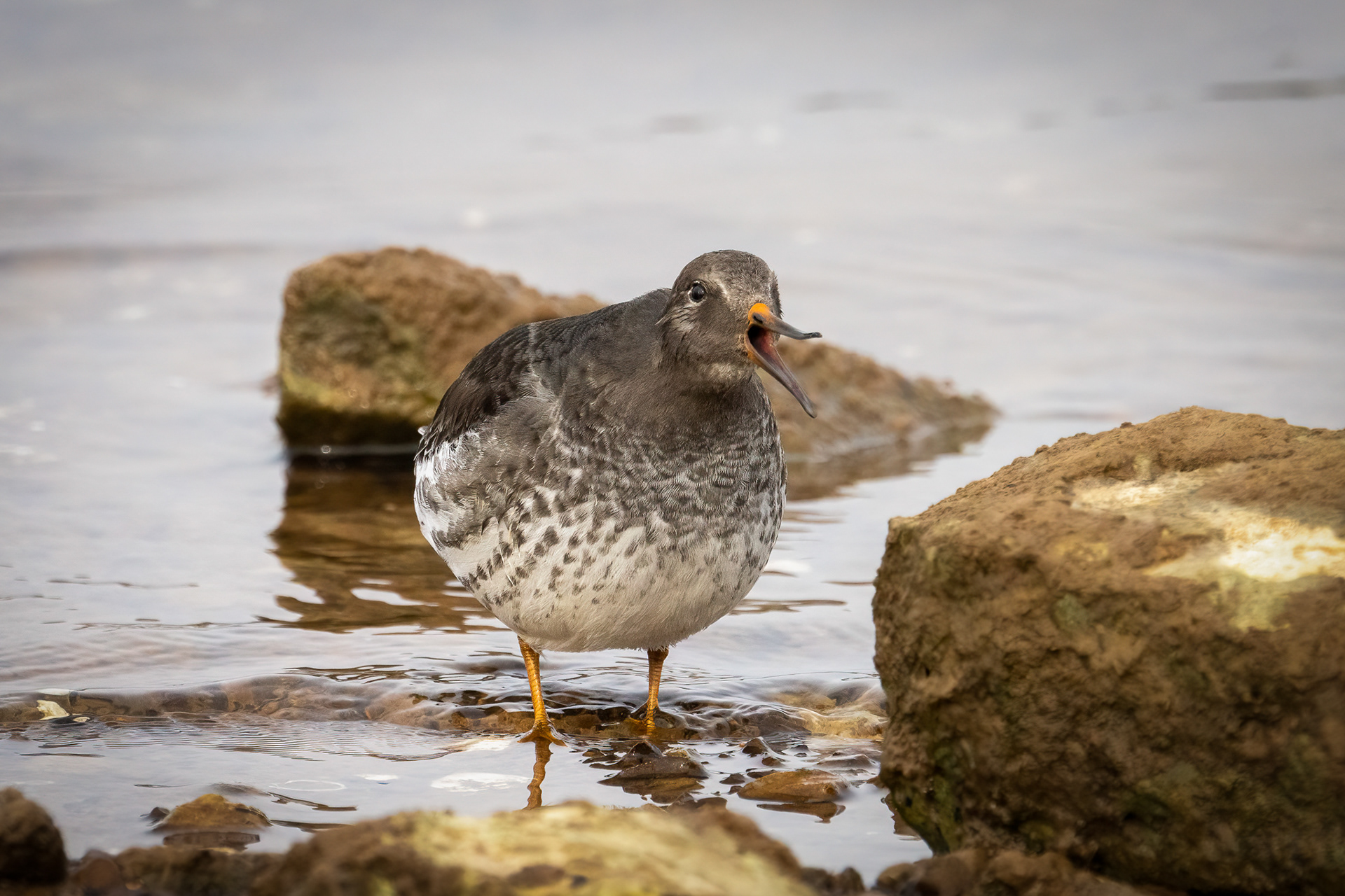 Purple Sandpiper