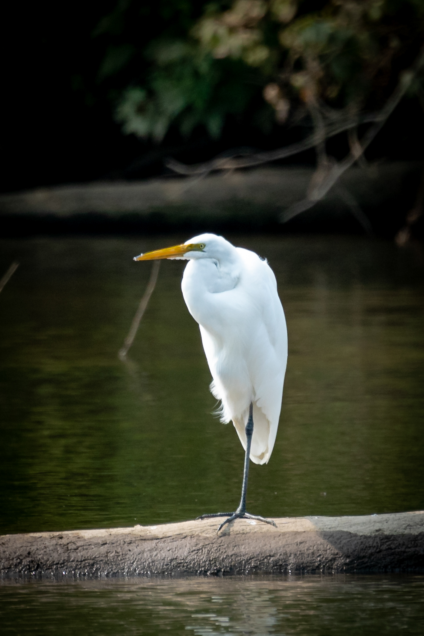 Great Egret