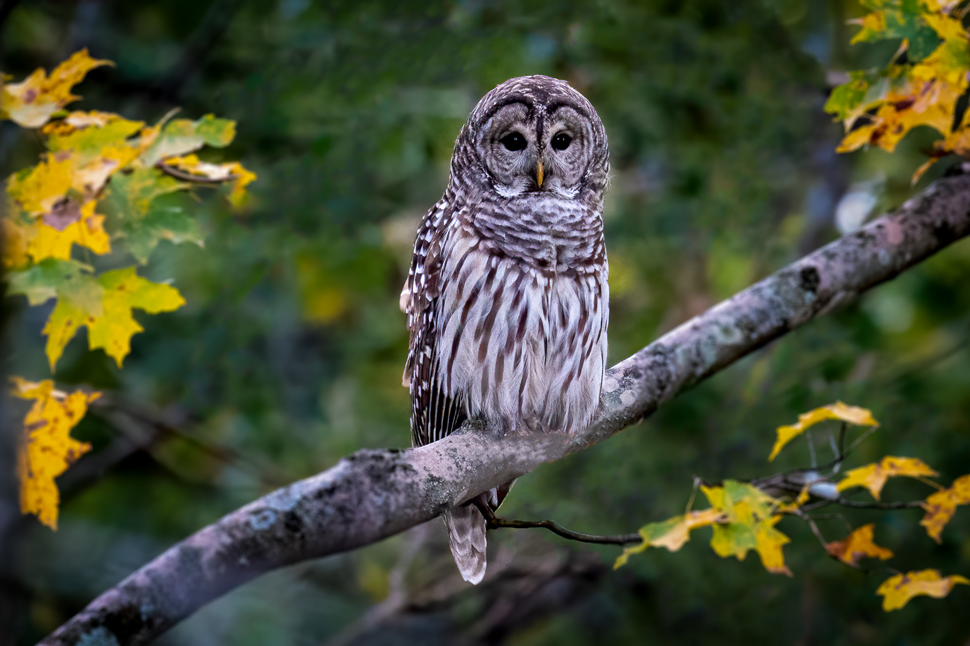 Barred Owl