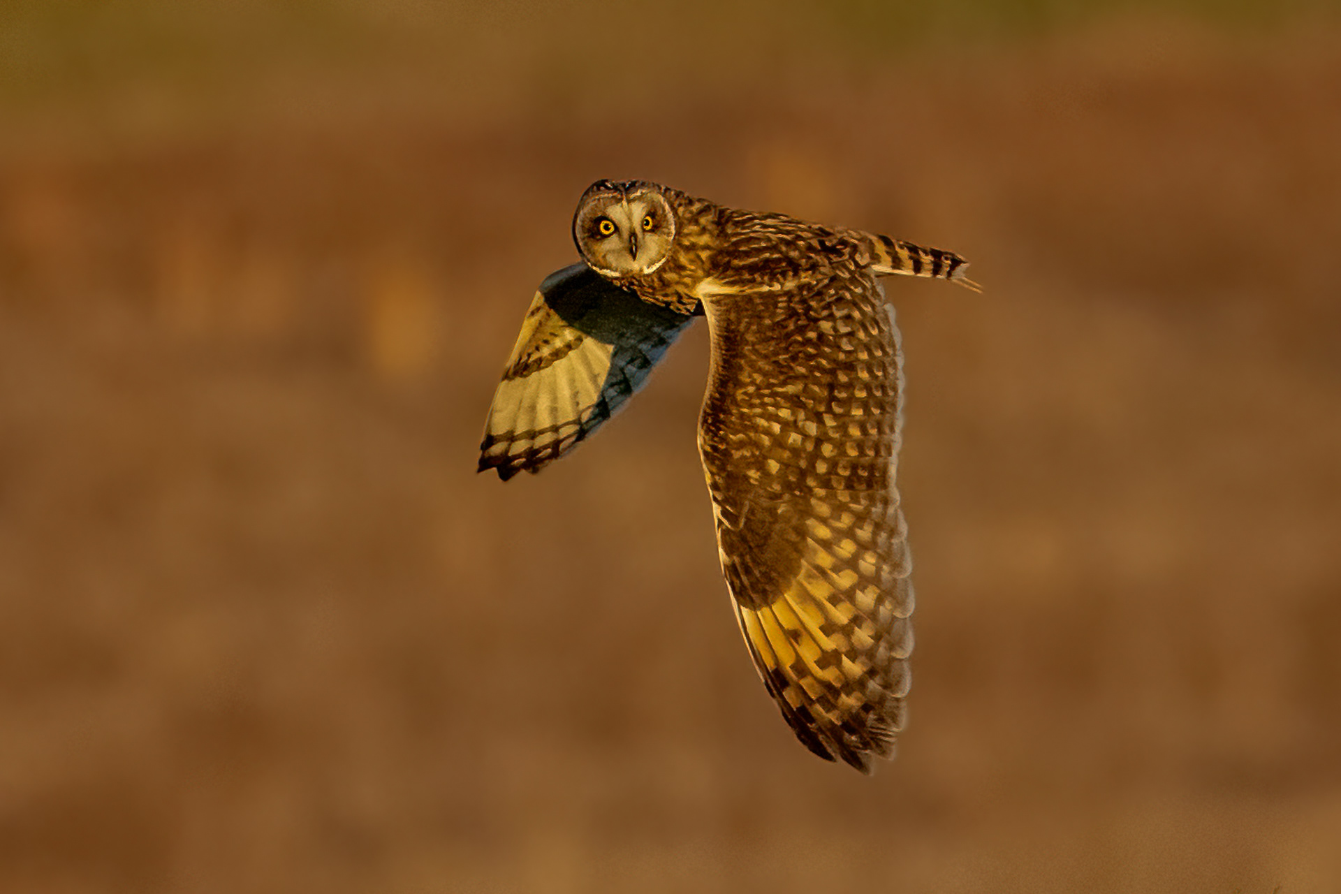 Short-eared owl