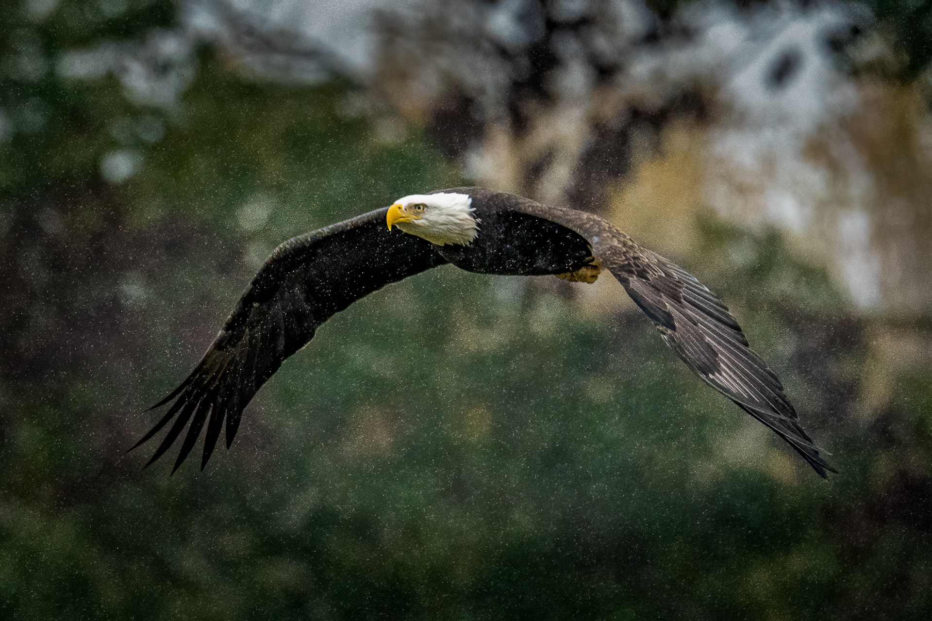 Bald Eagle at Fort Donelson