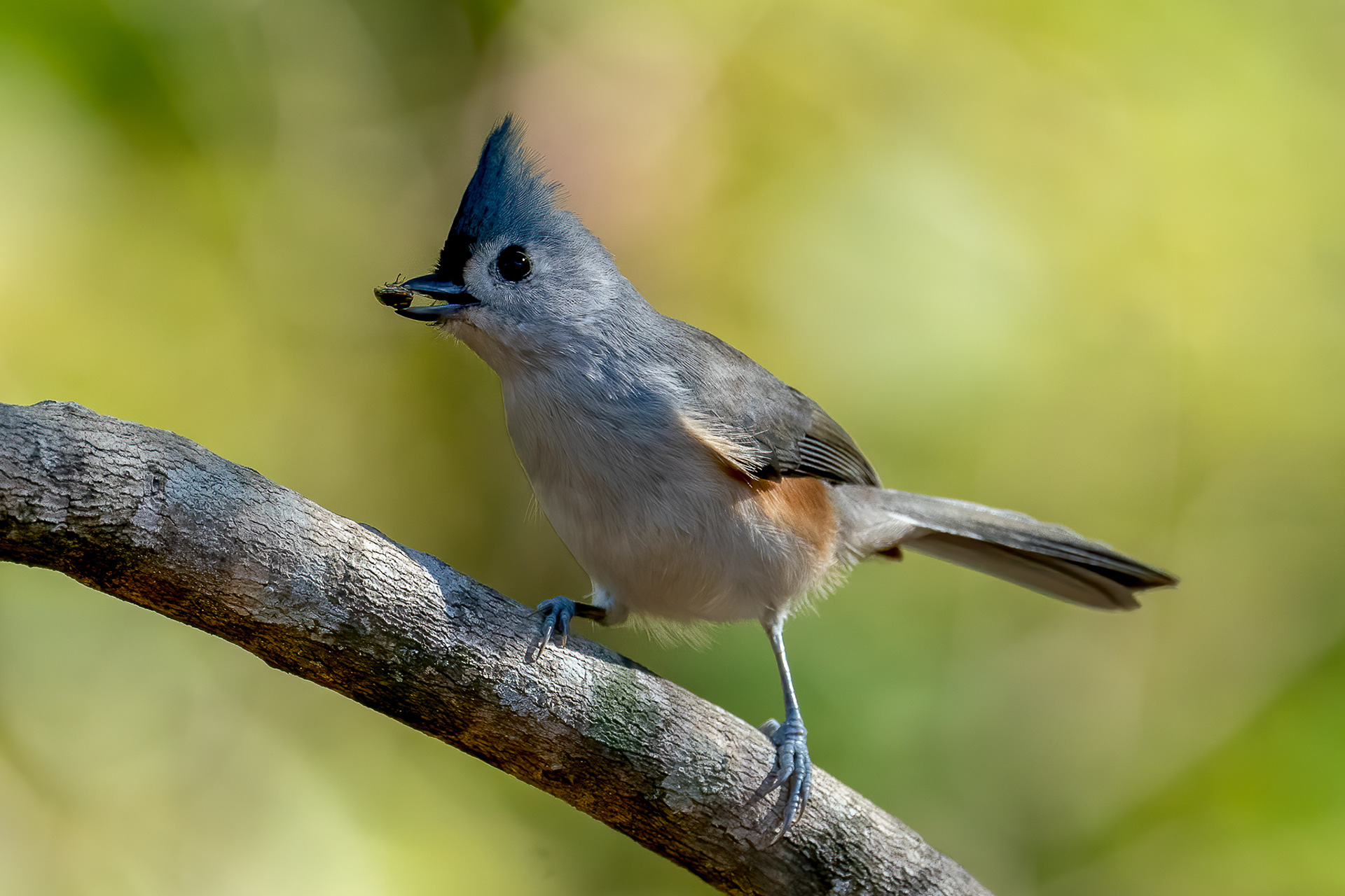 Tufted Titmouse