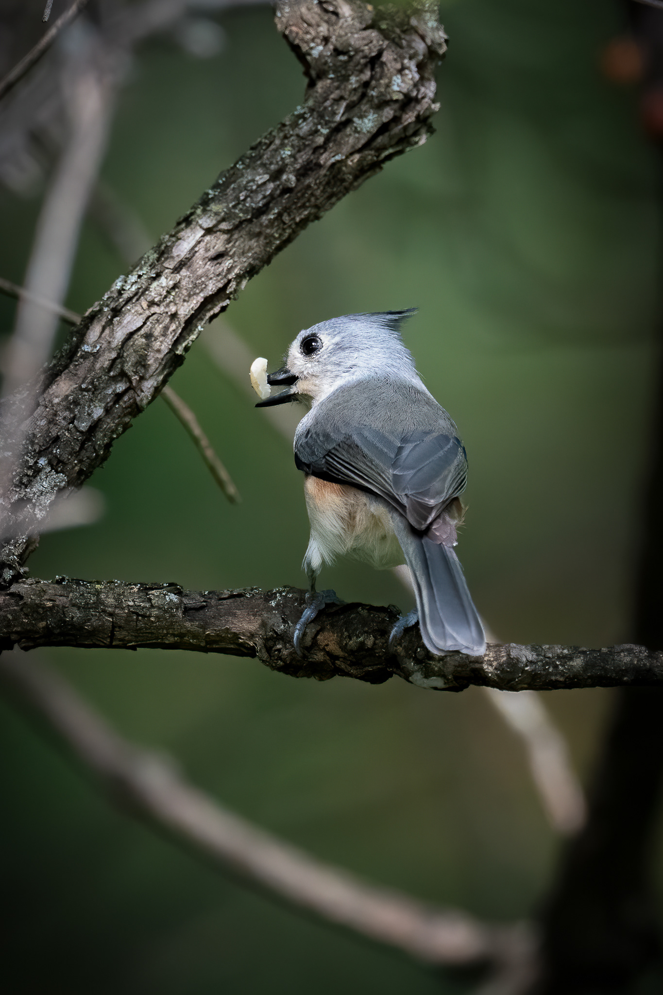 Tufted titmouse