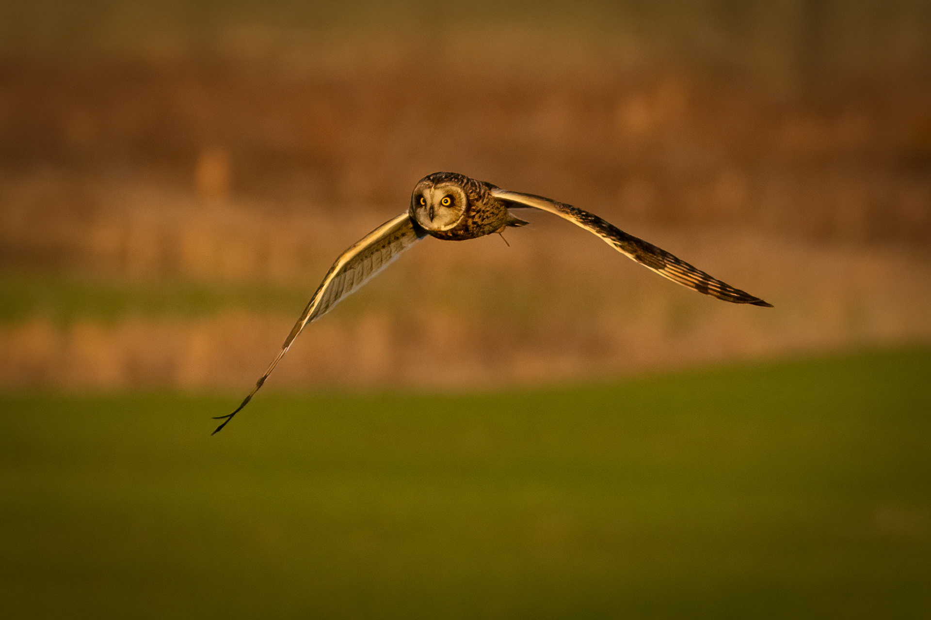 Short-eared owl