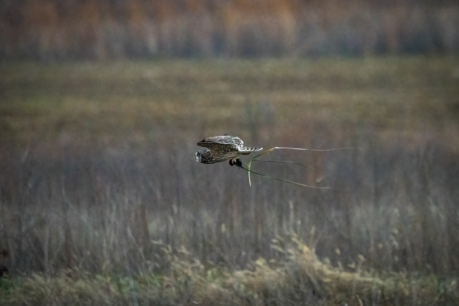 Short-eared owl