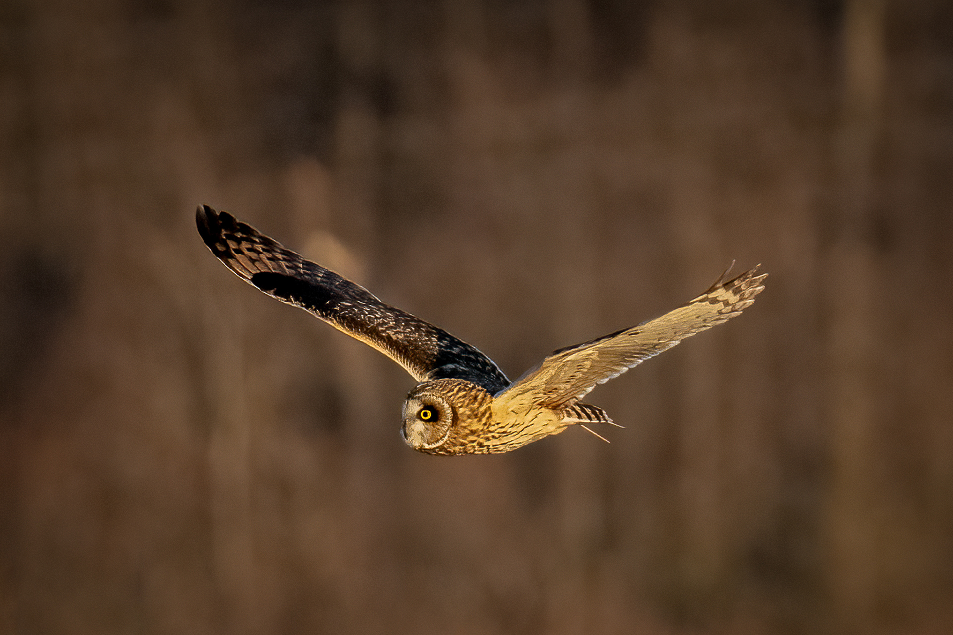 Short-eared owl