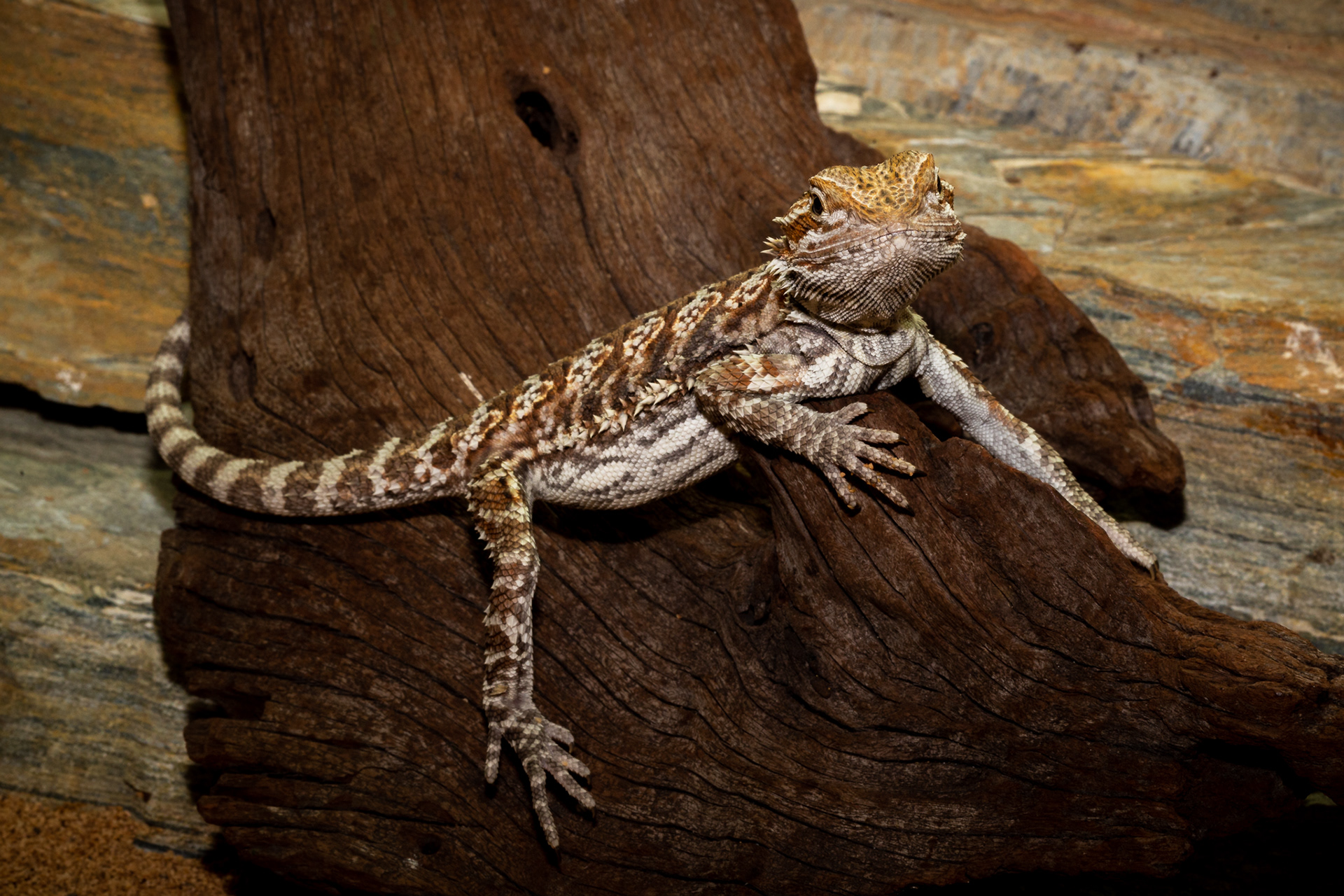 Bearded Dragon