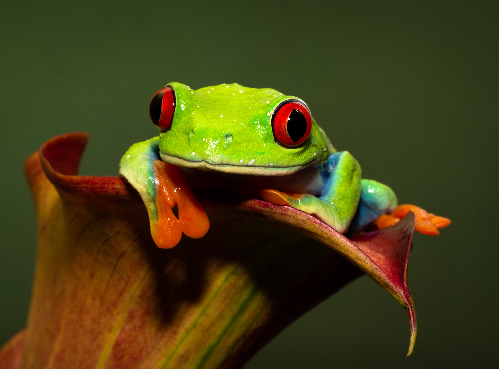 Red Eyed Tree Frog