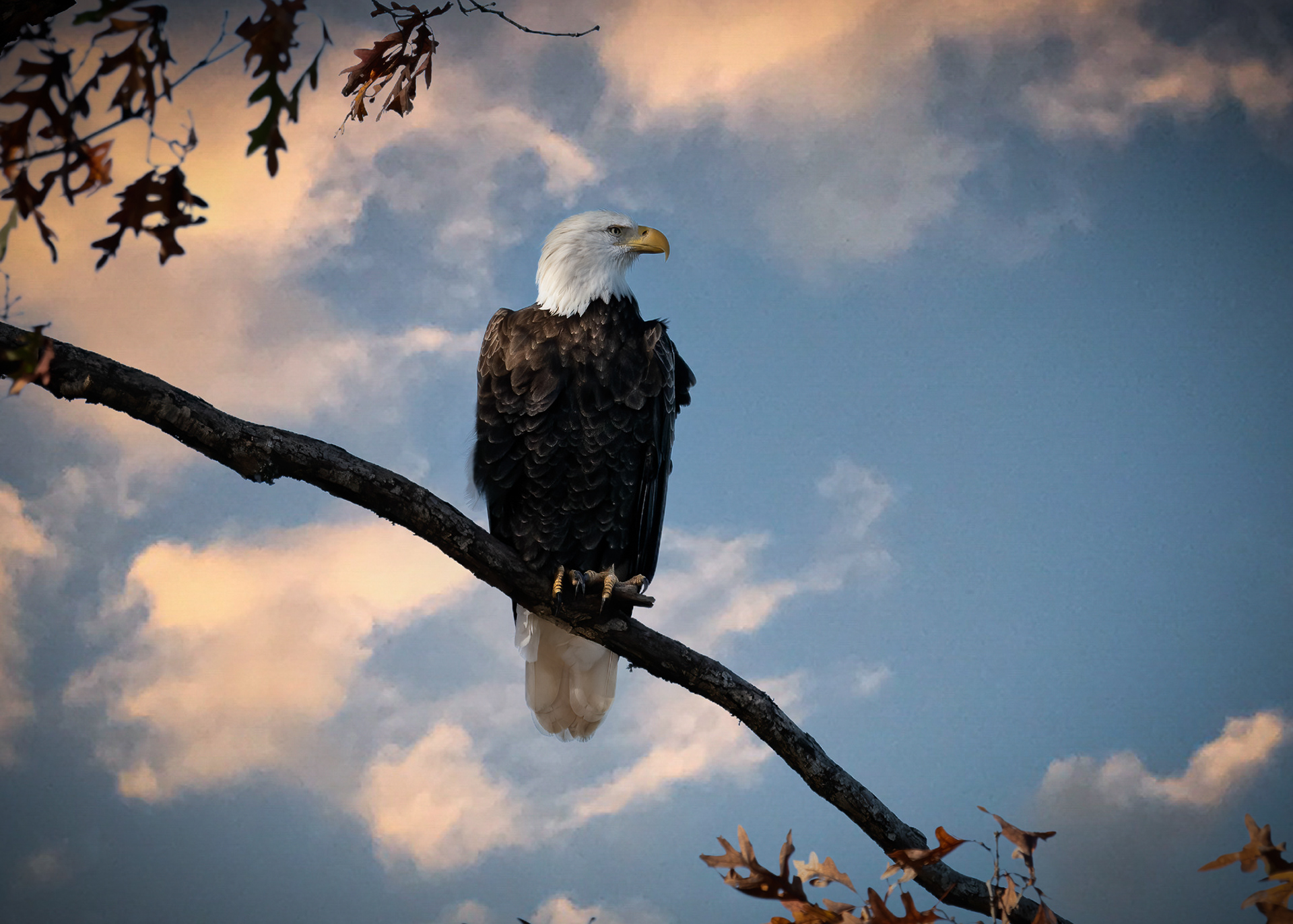 Bald Eagle