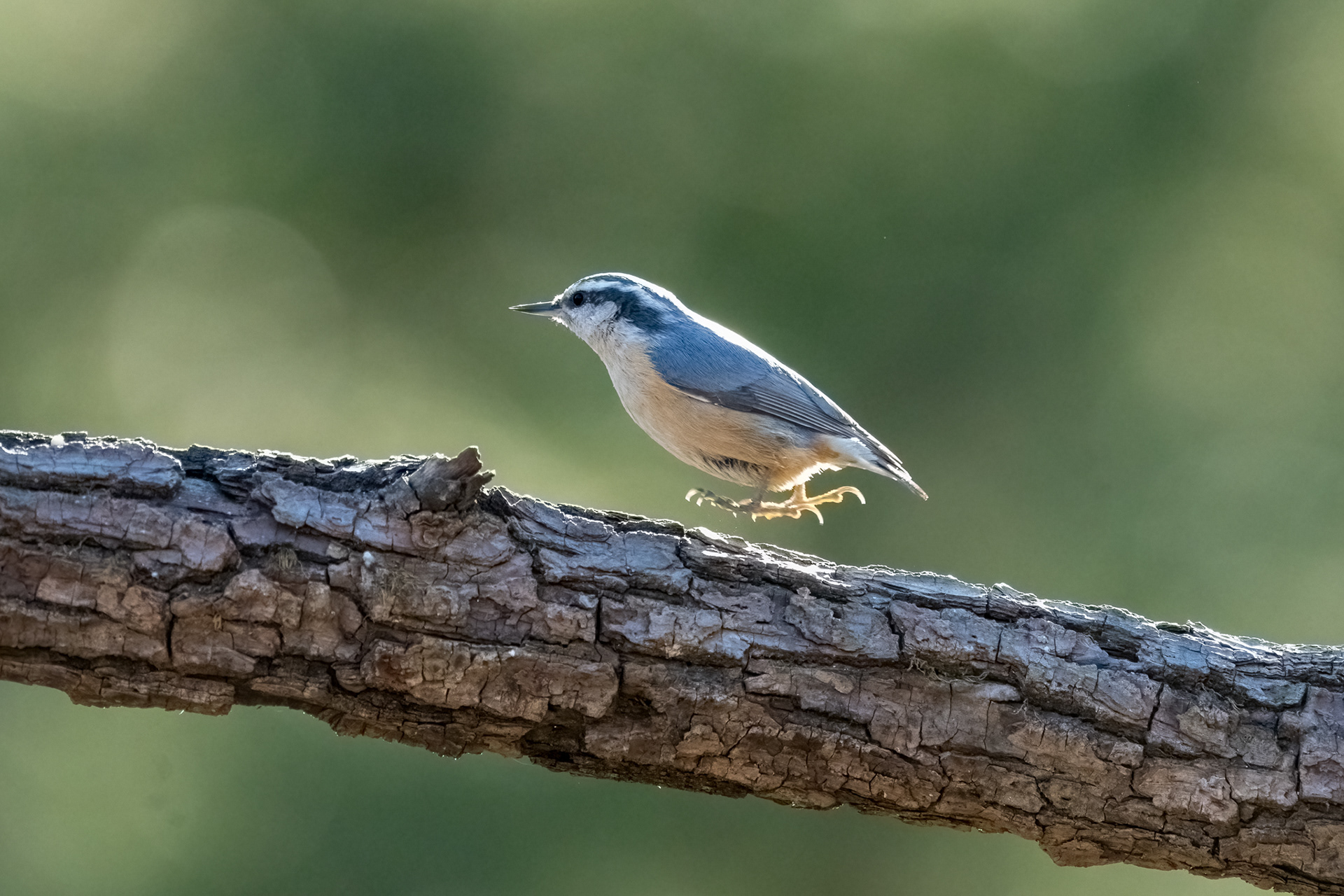 Red-breasted Nuthatch