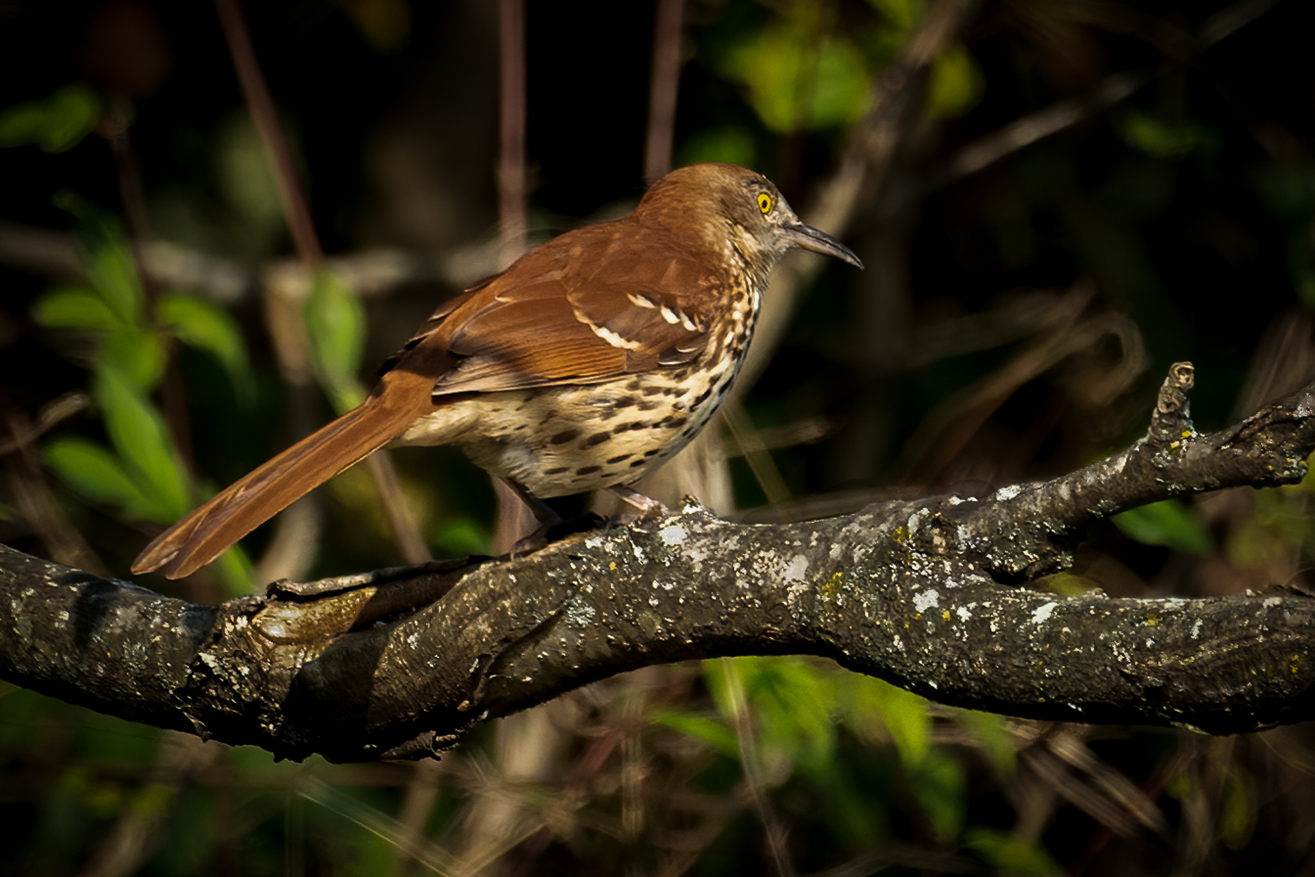 Brown Thrasher