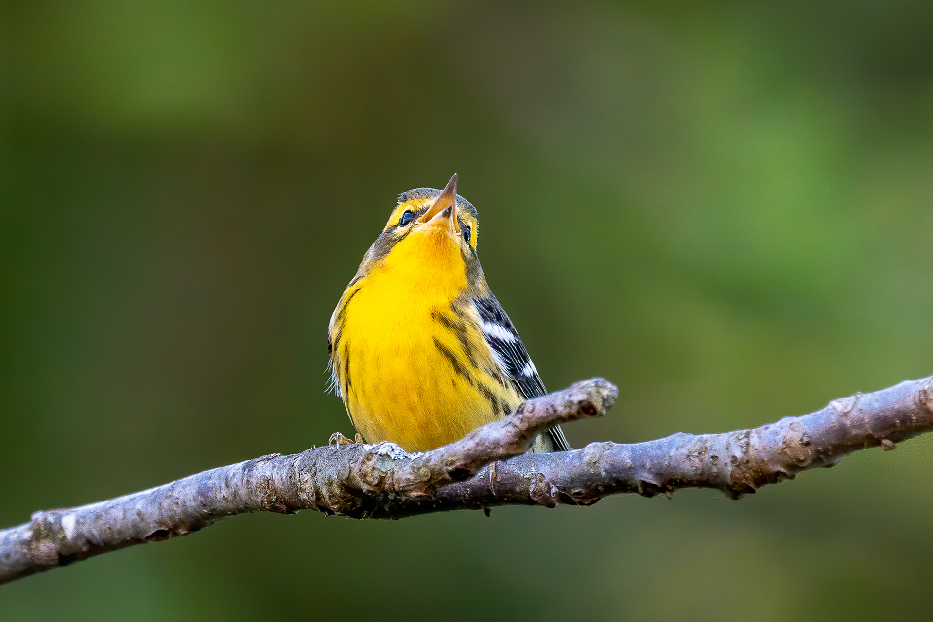 Female Prairie Warbler