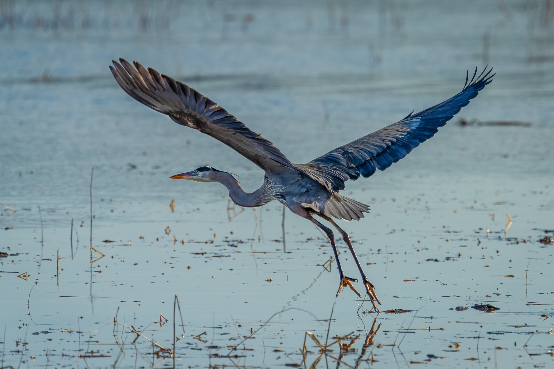 Great blue heron