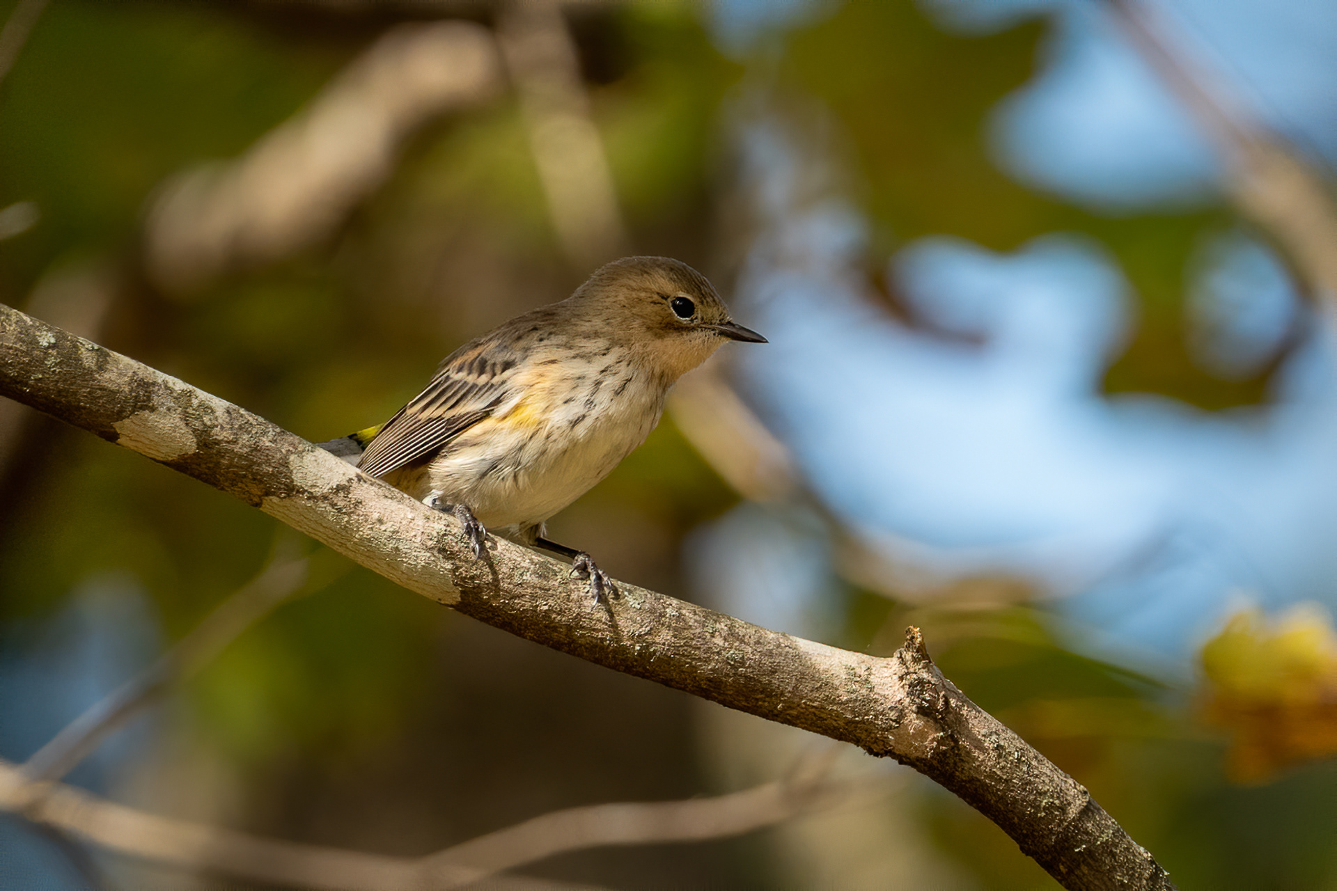 Yellow-rumped Warbler