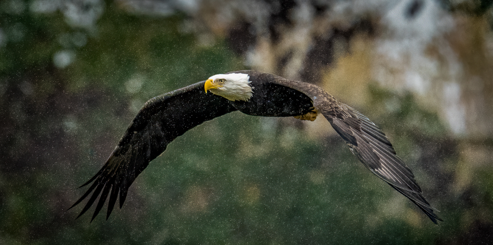 Bald Eagle in the rain