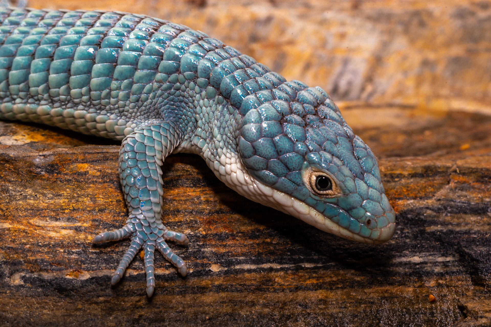 Mexican Alligator Lizard