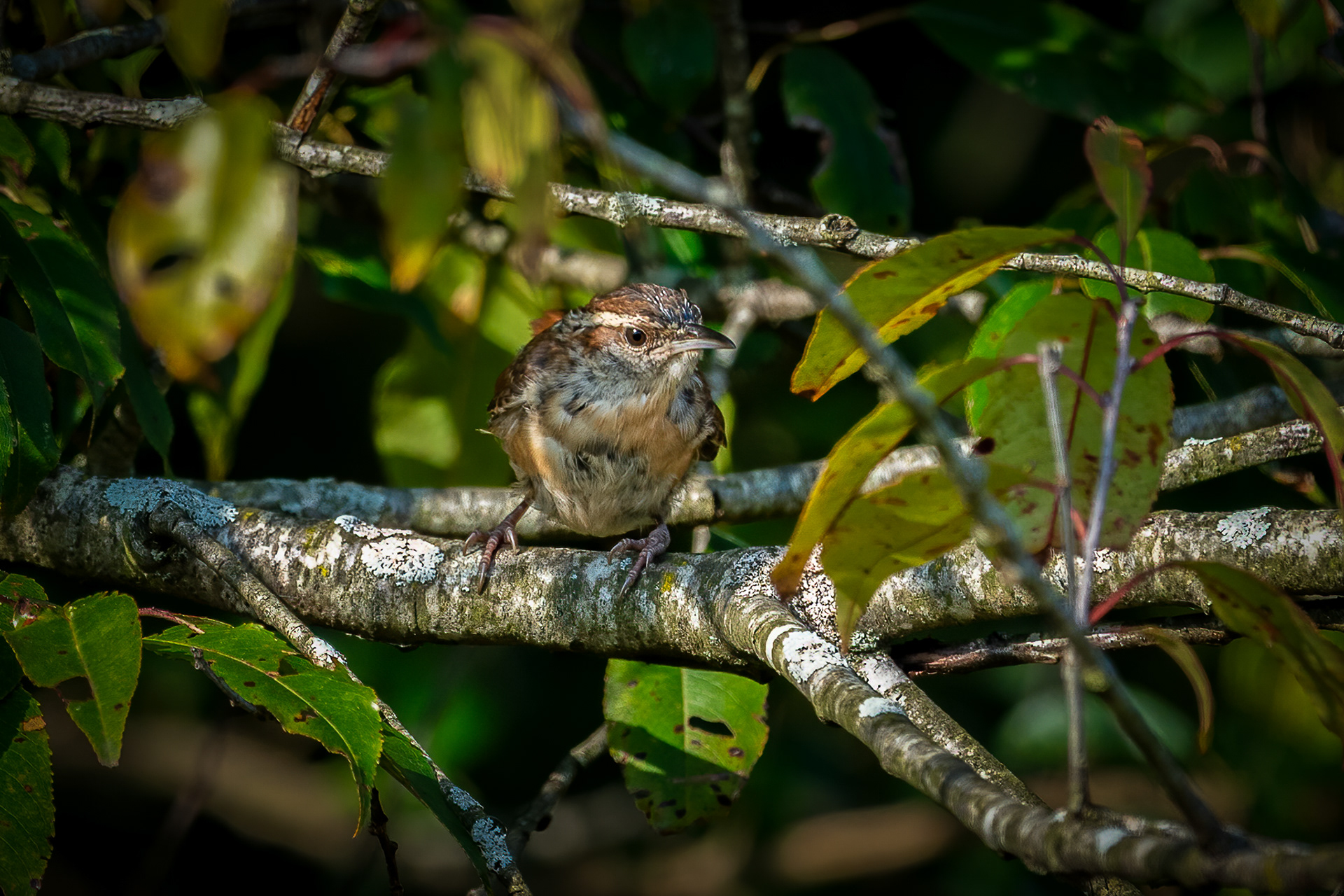 Carolina Wren