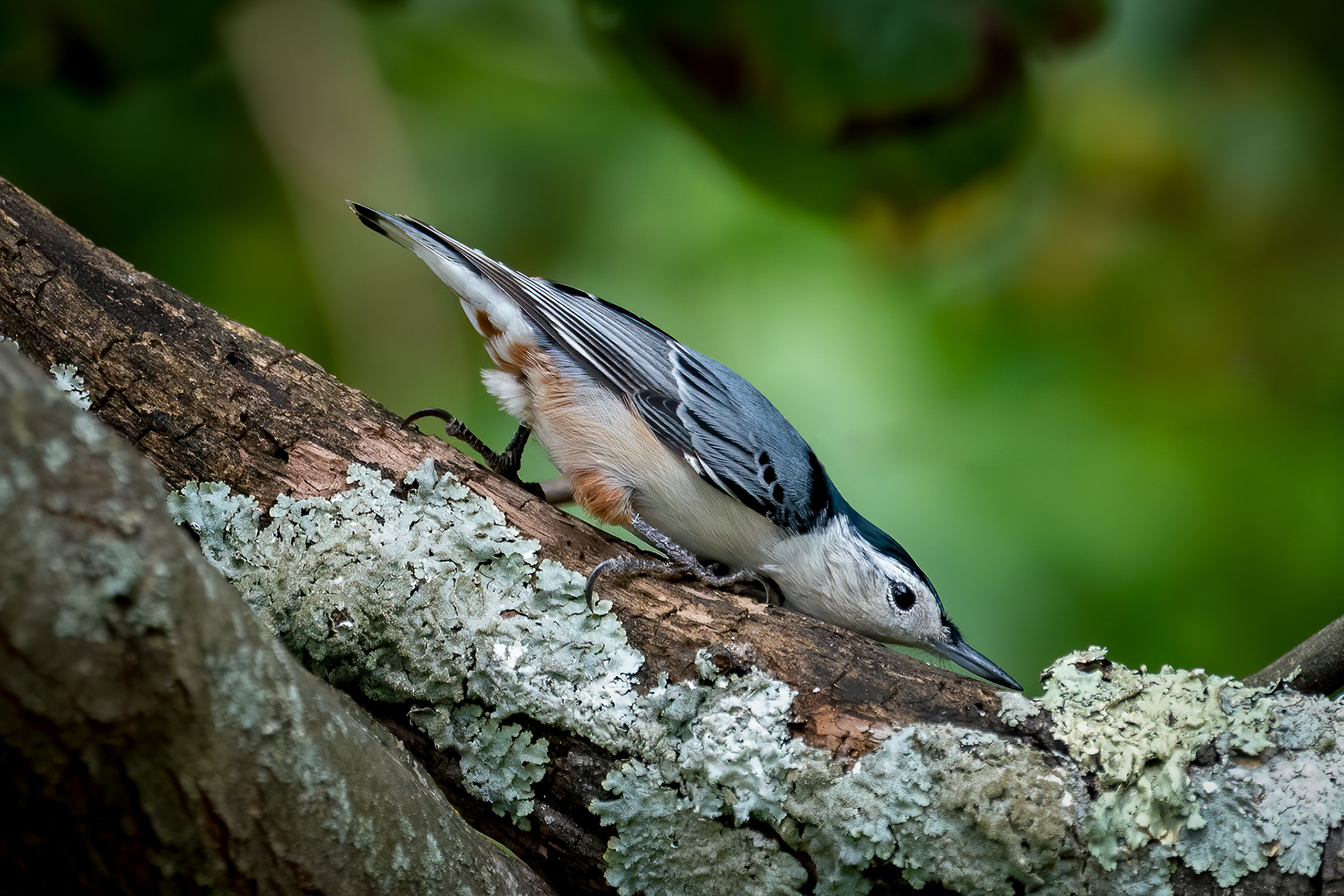 Nuthatch