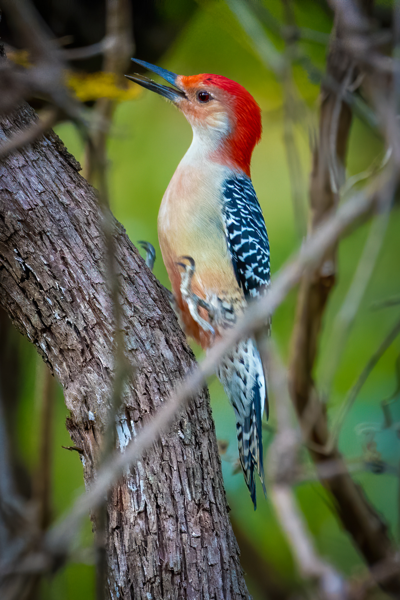 Yellow-bellied Woodpecker