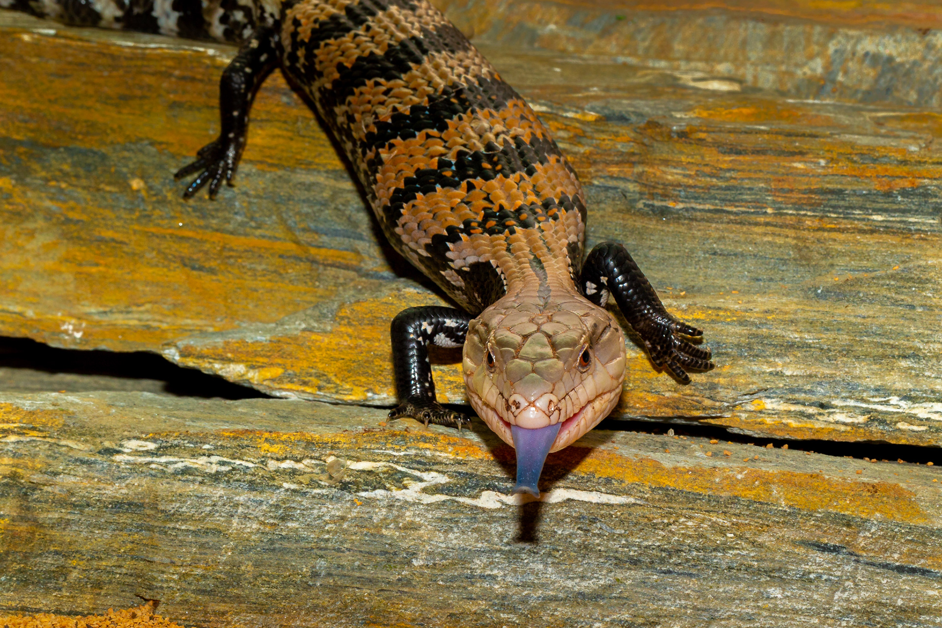 Blue Tongue Skink
