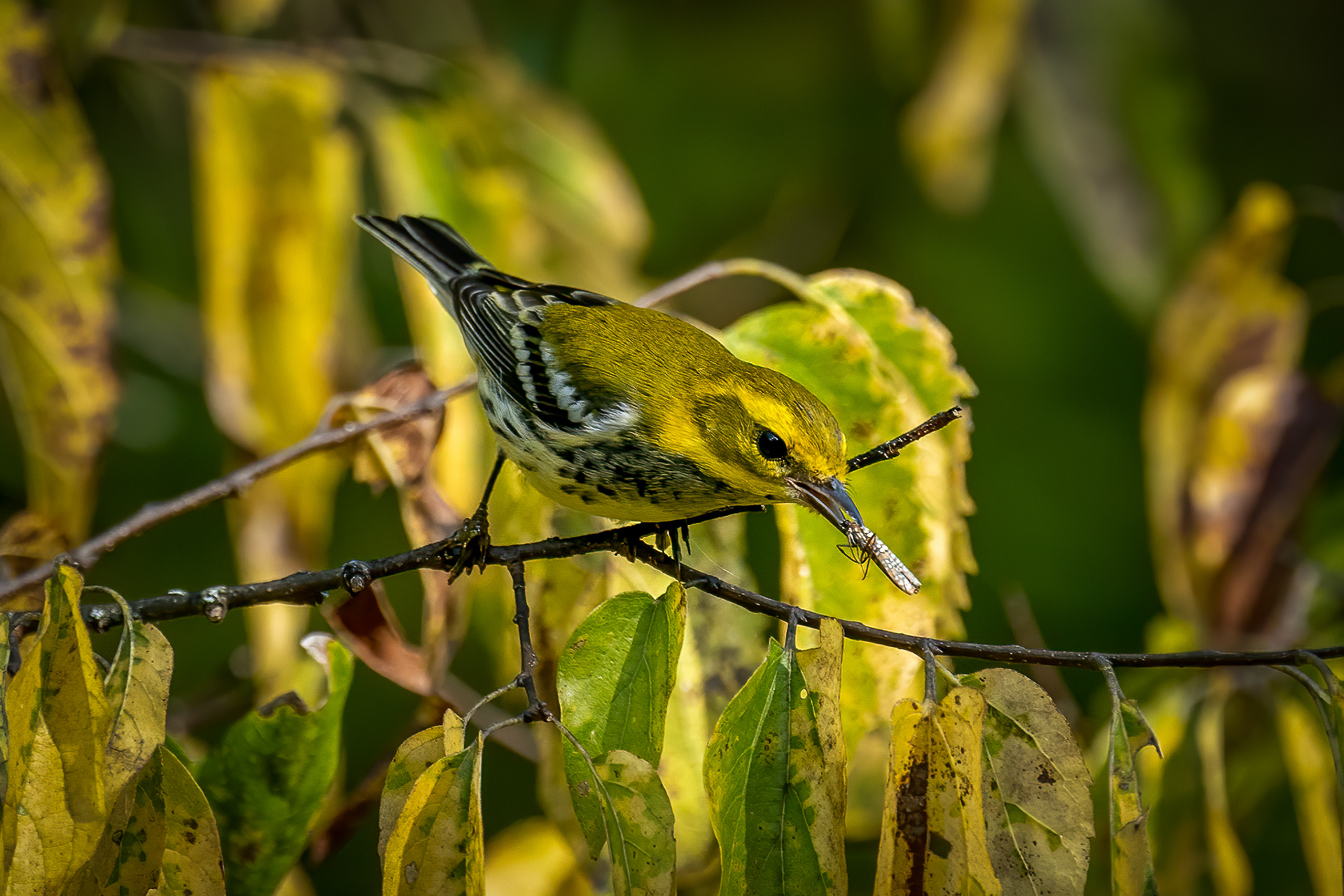 Adult Female Black-throated Green Warbler