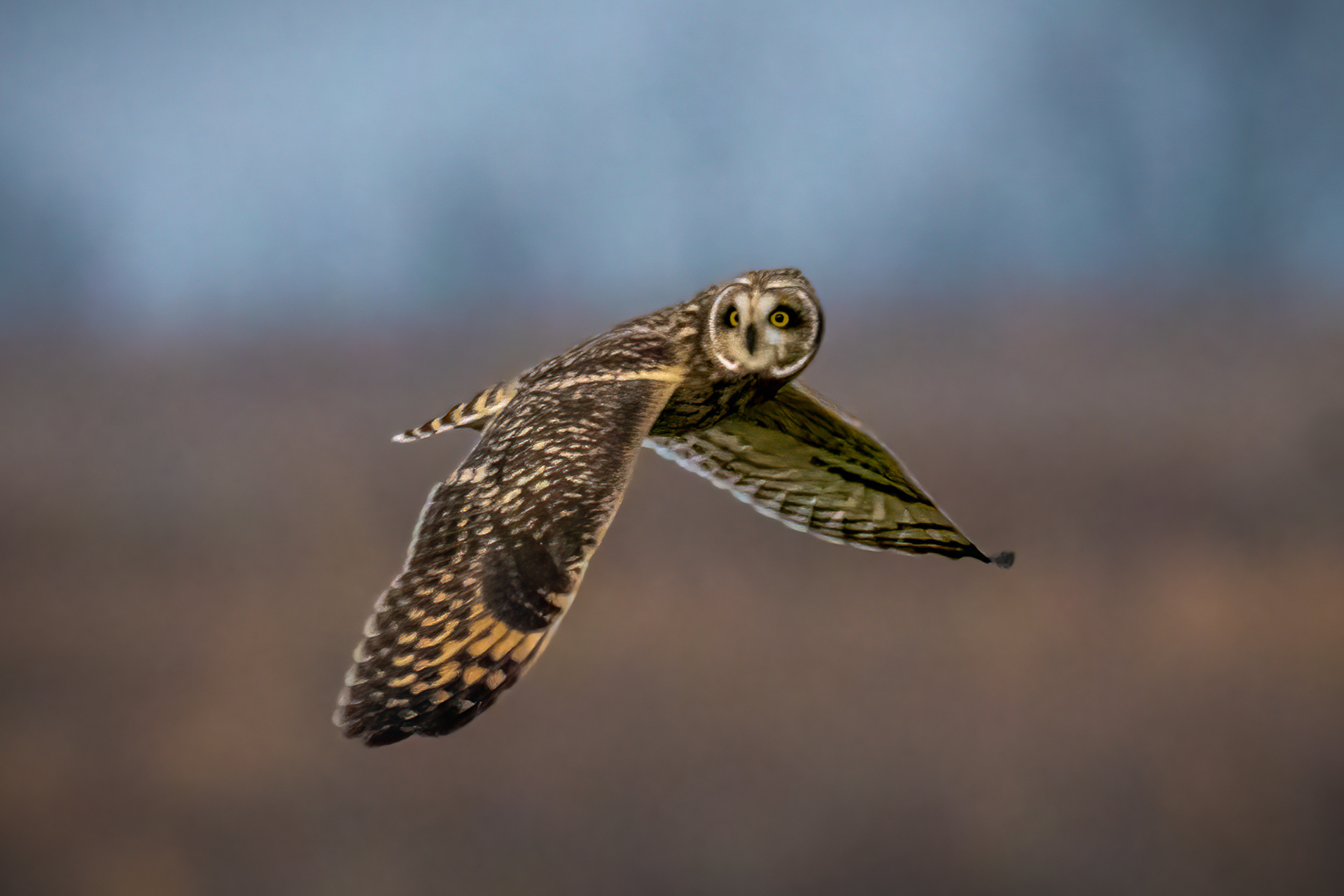 Short-eared owl