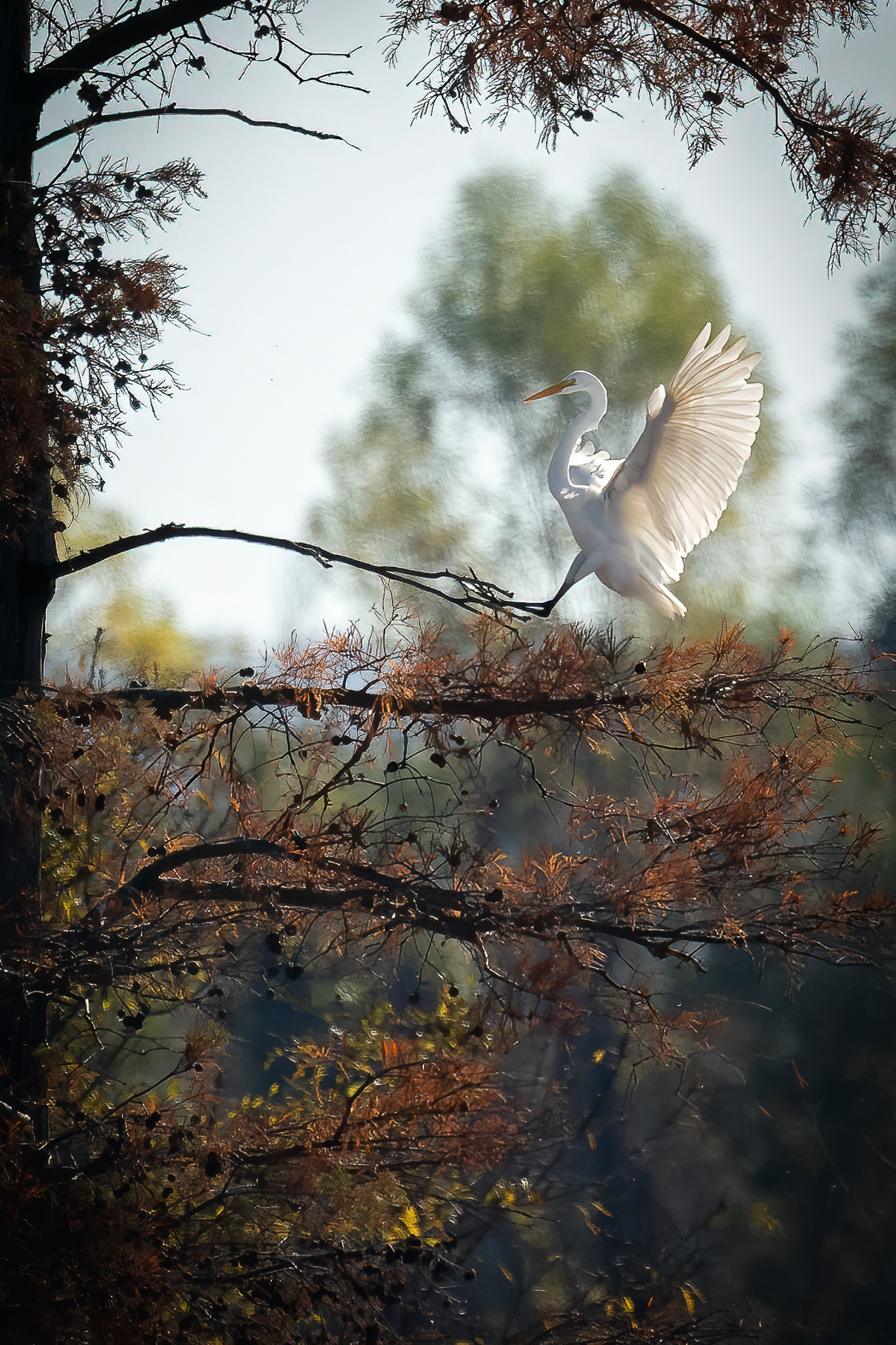 Great egret