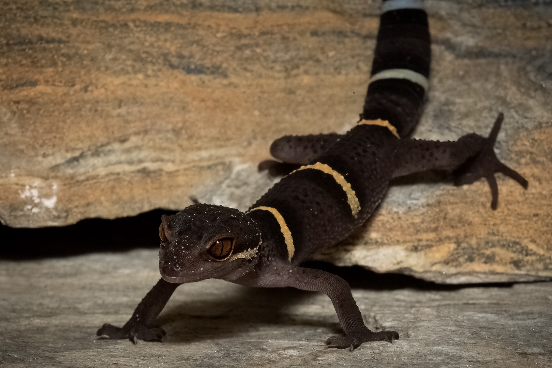Chinese Cave Gecko