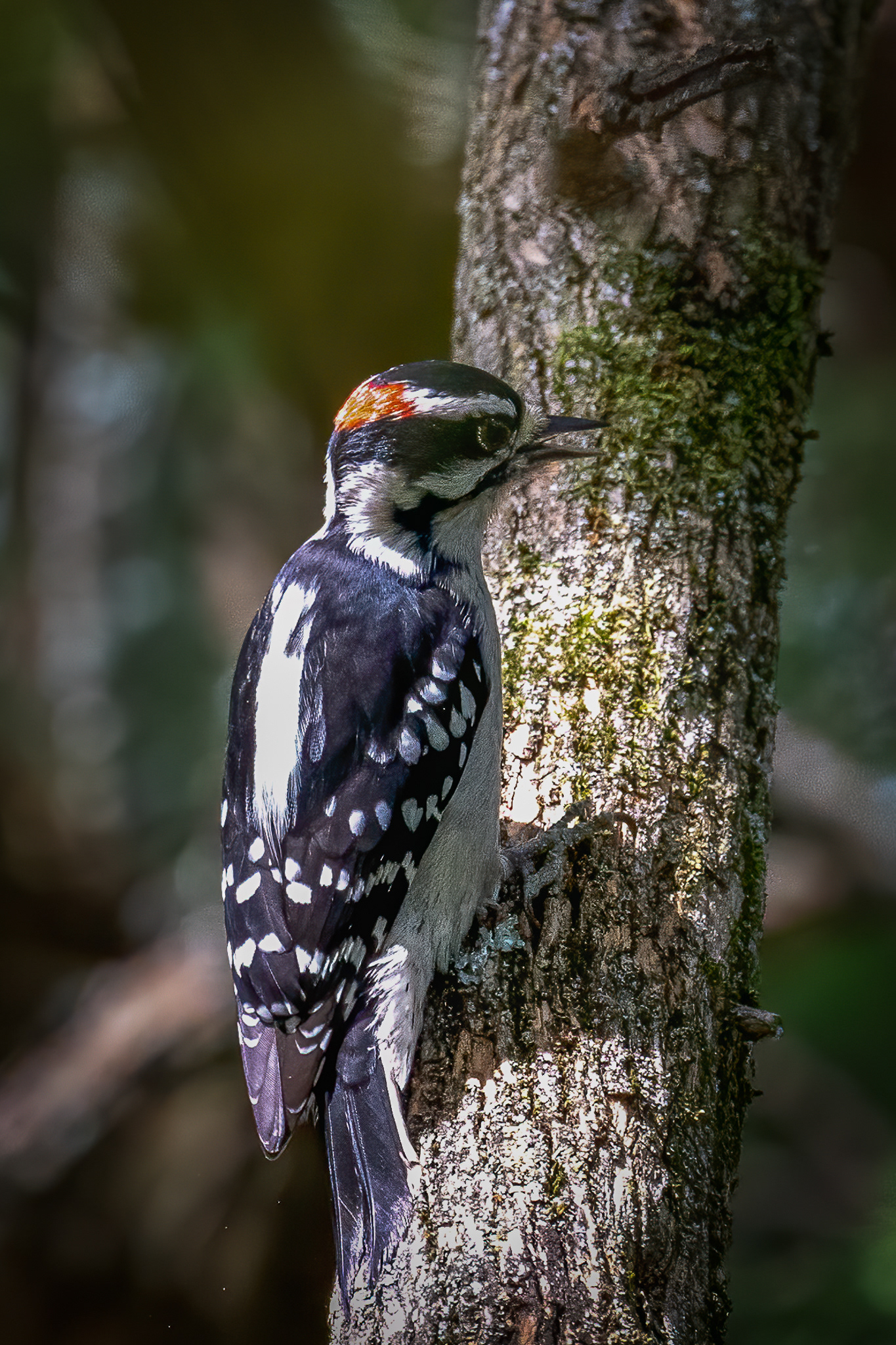 Male Downey Woodpecker