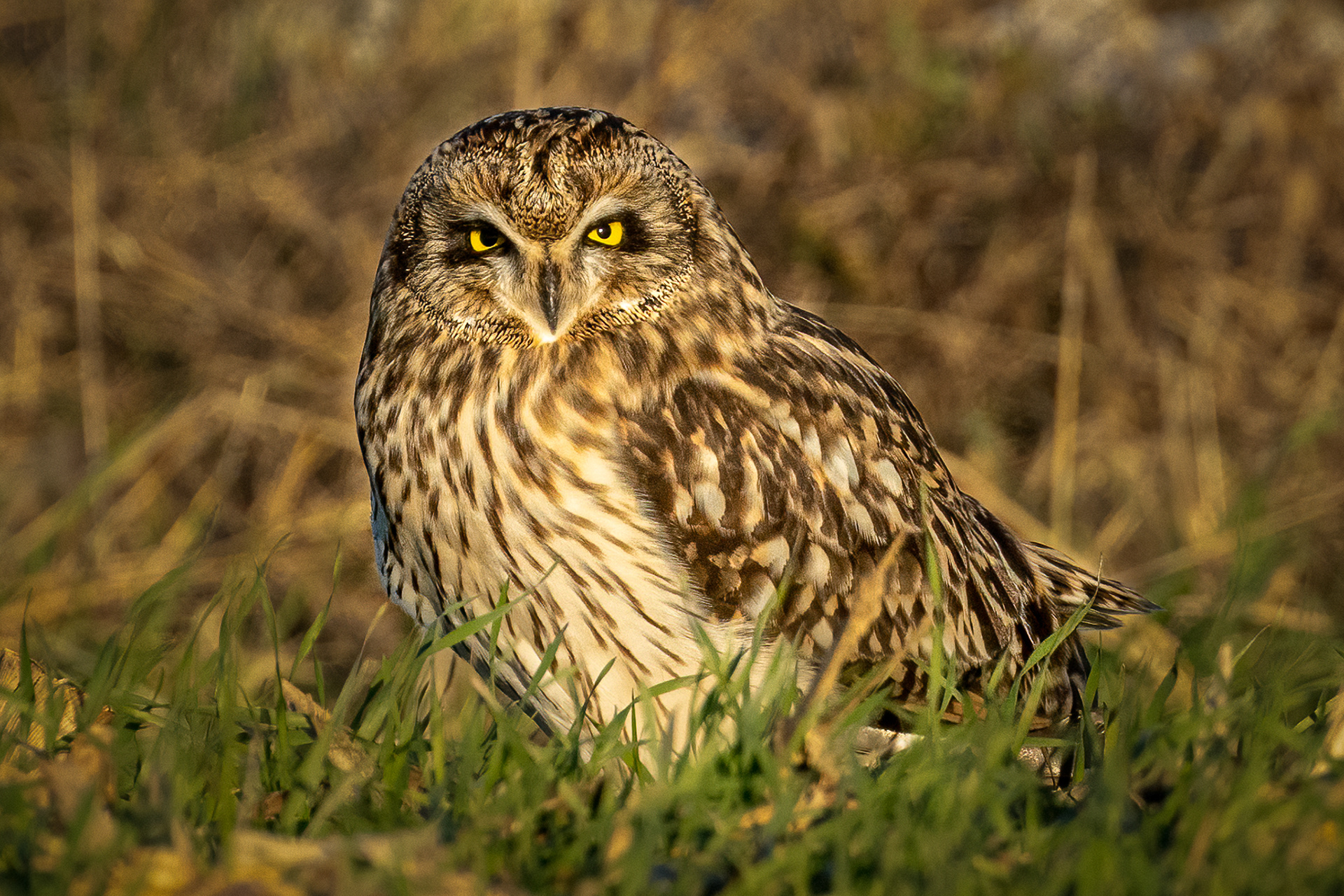 Short Short-eared owl