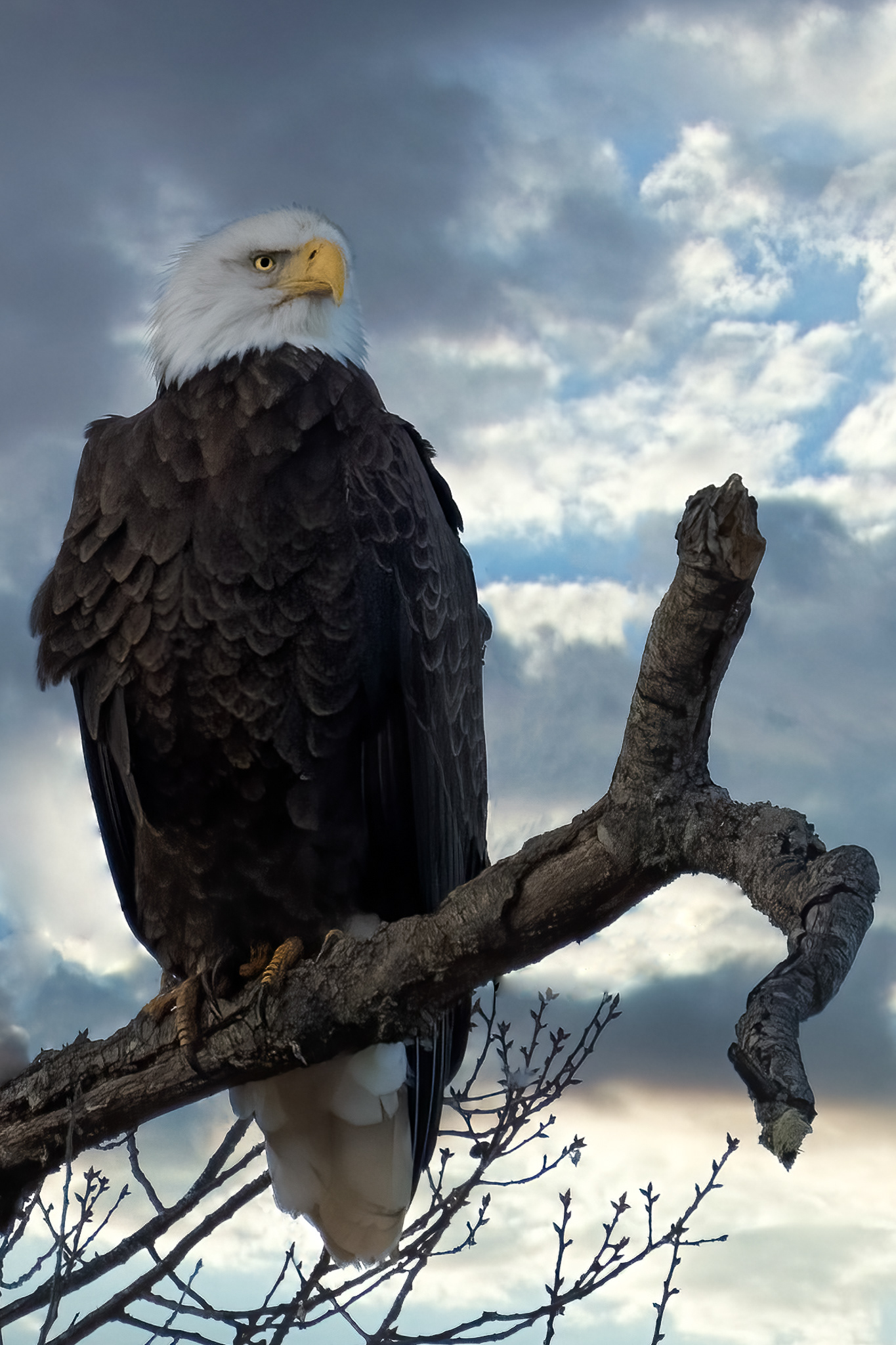 Bald Eagle