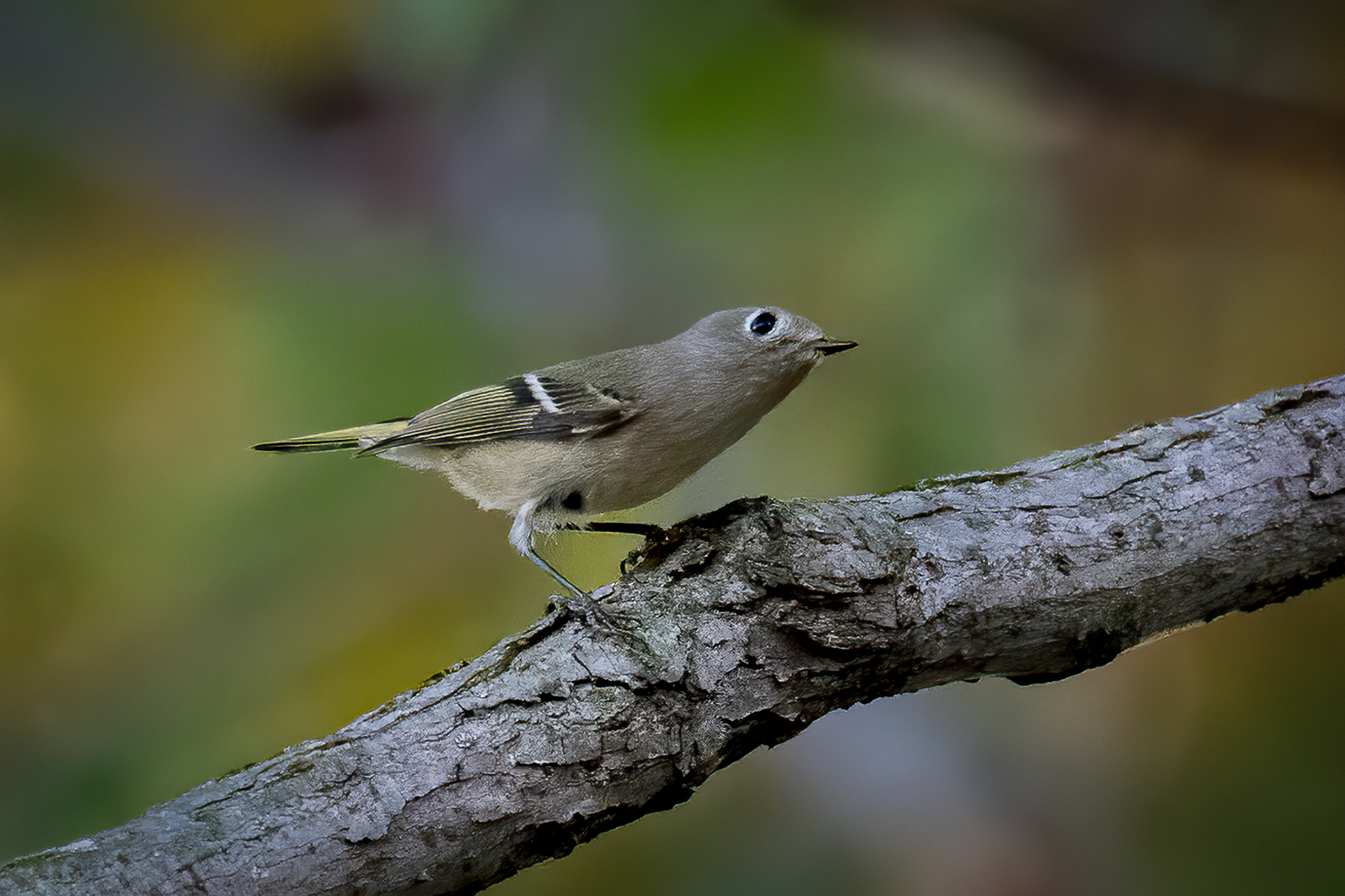 Ruby-crowned Kinglet