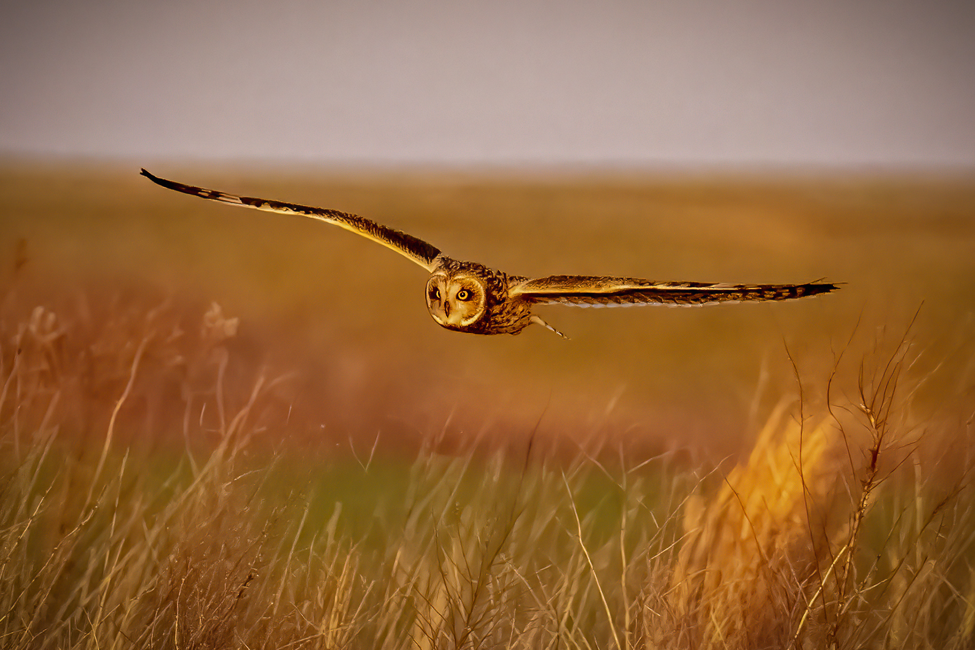 Short-eared owl