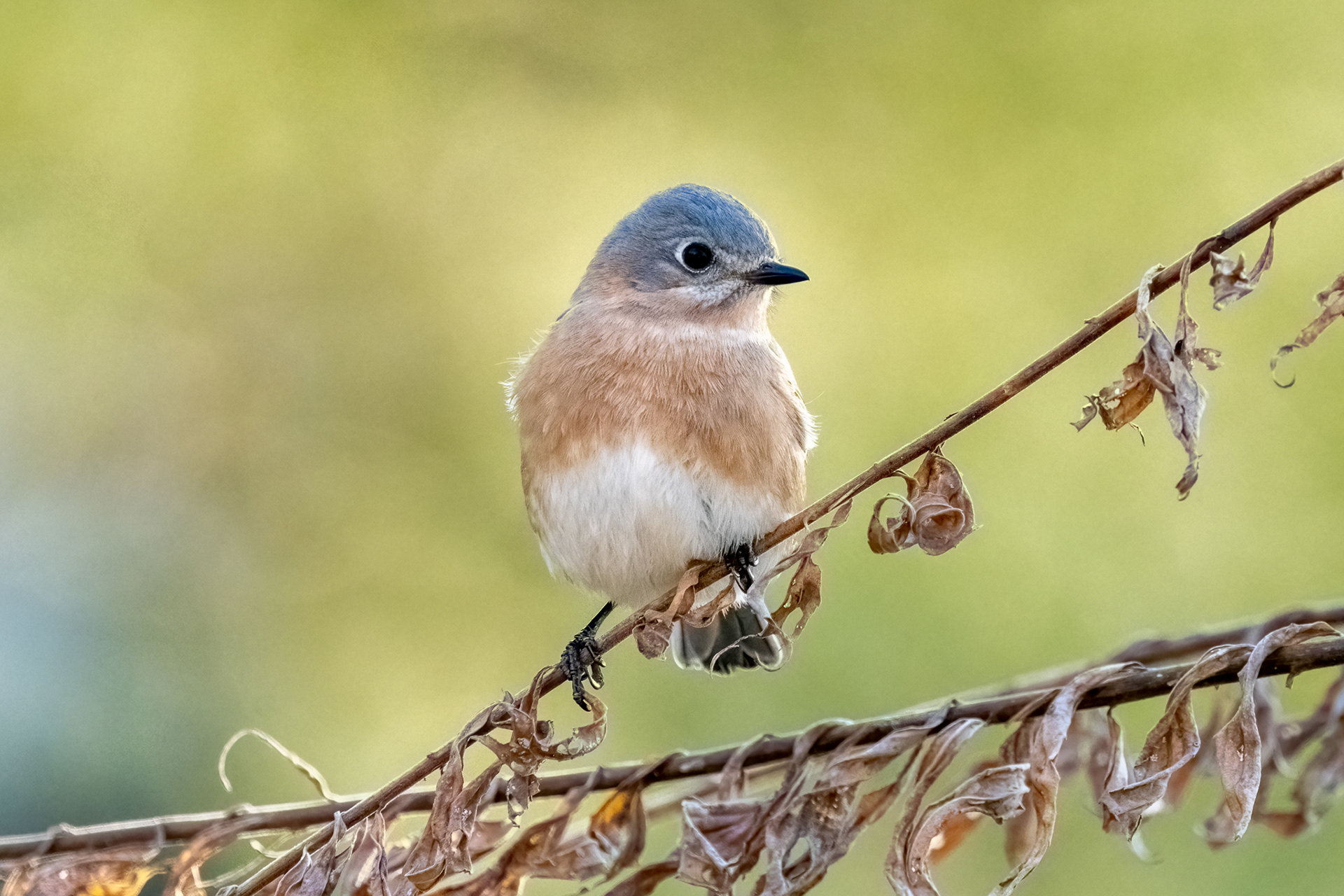 Female Eastern Bluebird