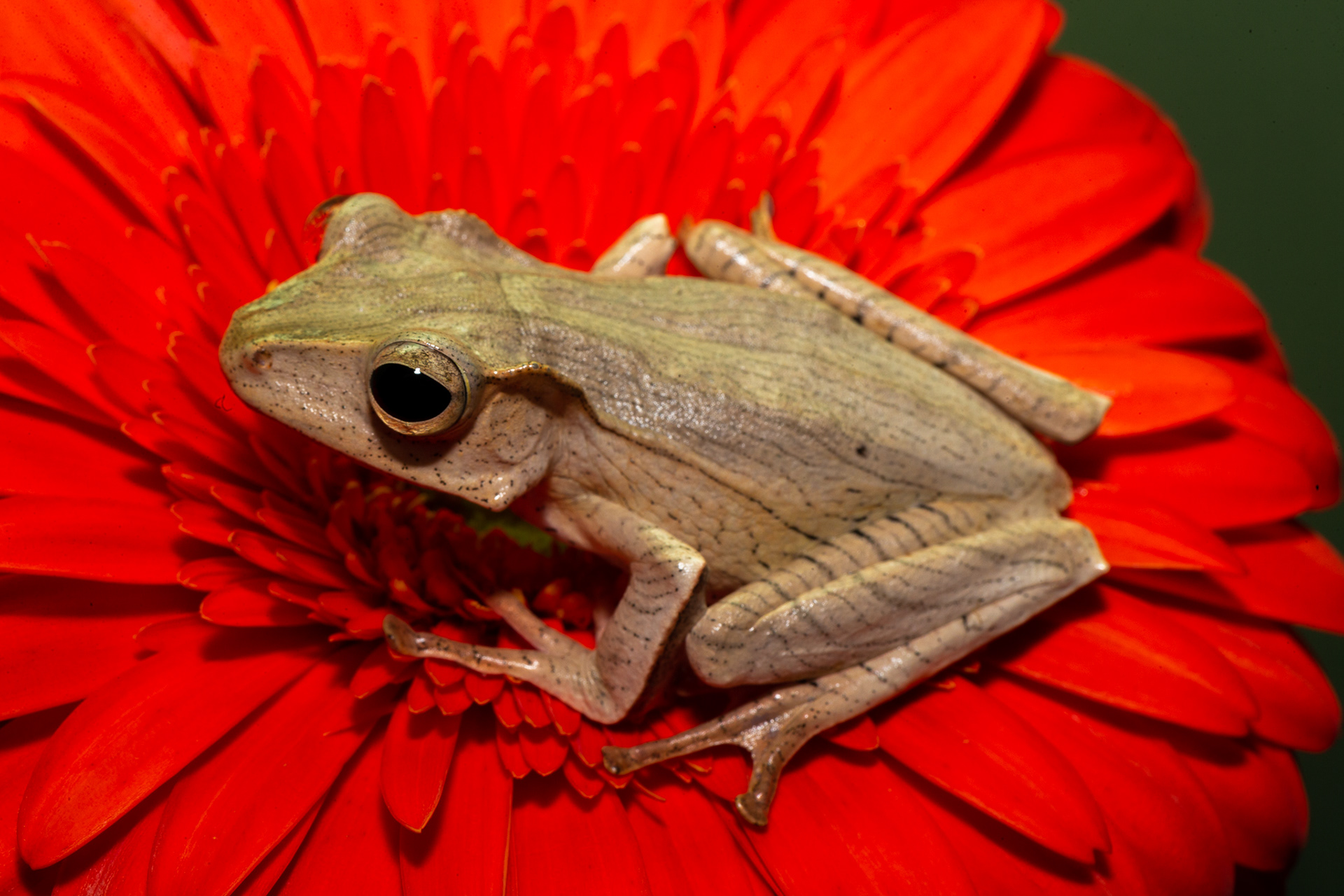 Borneo Eared Tree Frog
