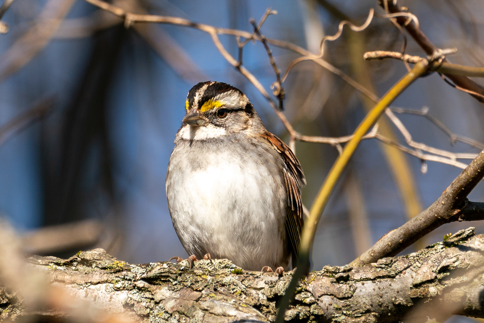 White-throated Sparrow