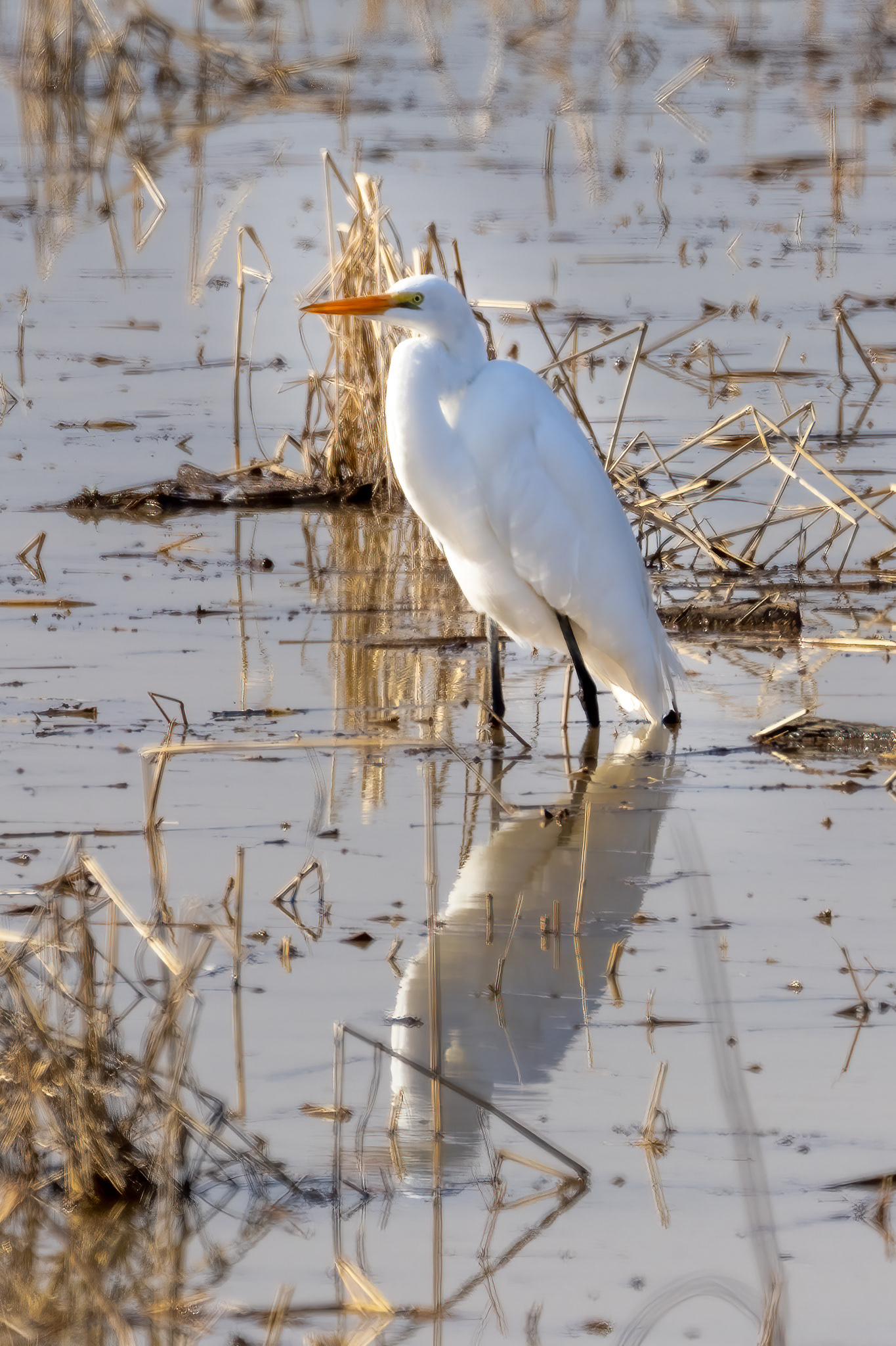 Great Egret