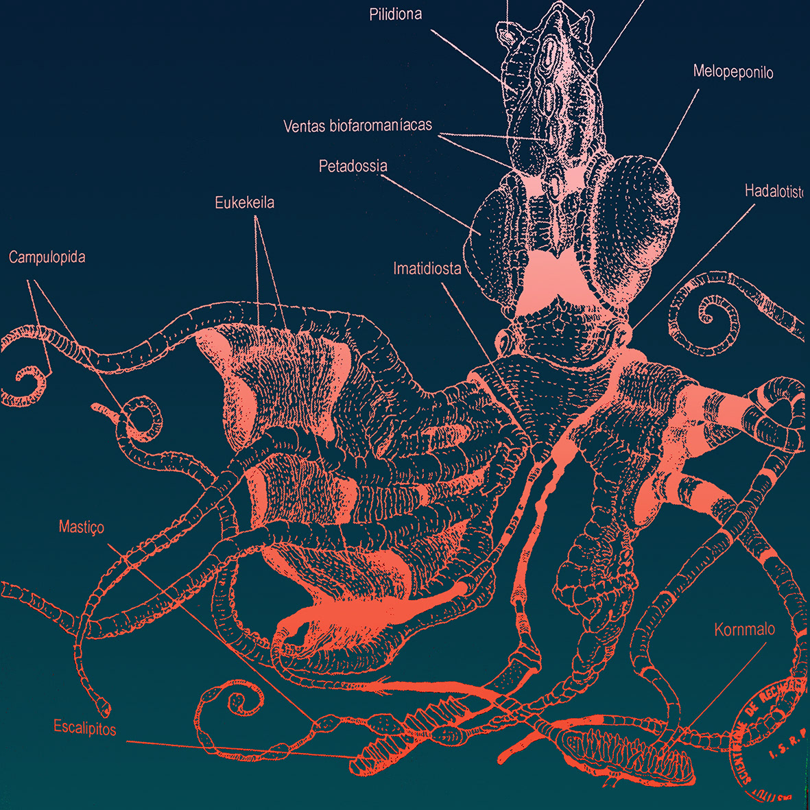 Vampyroteuthis
