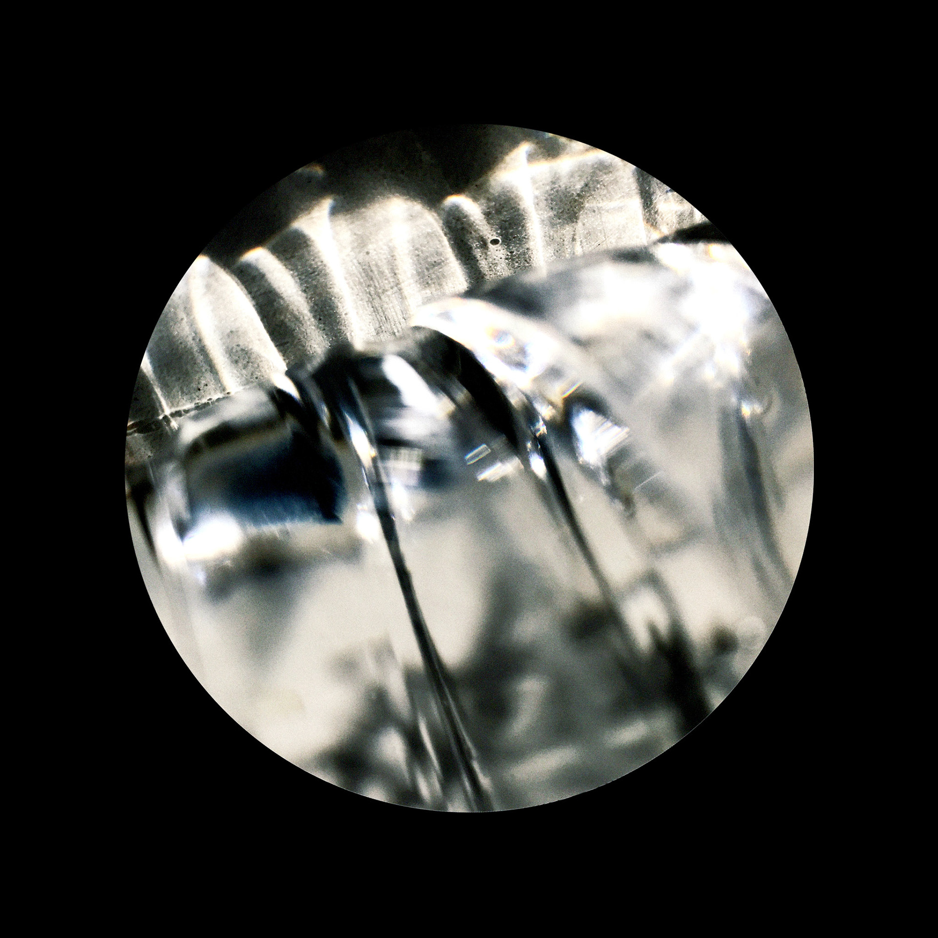 Physalia