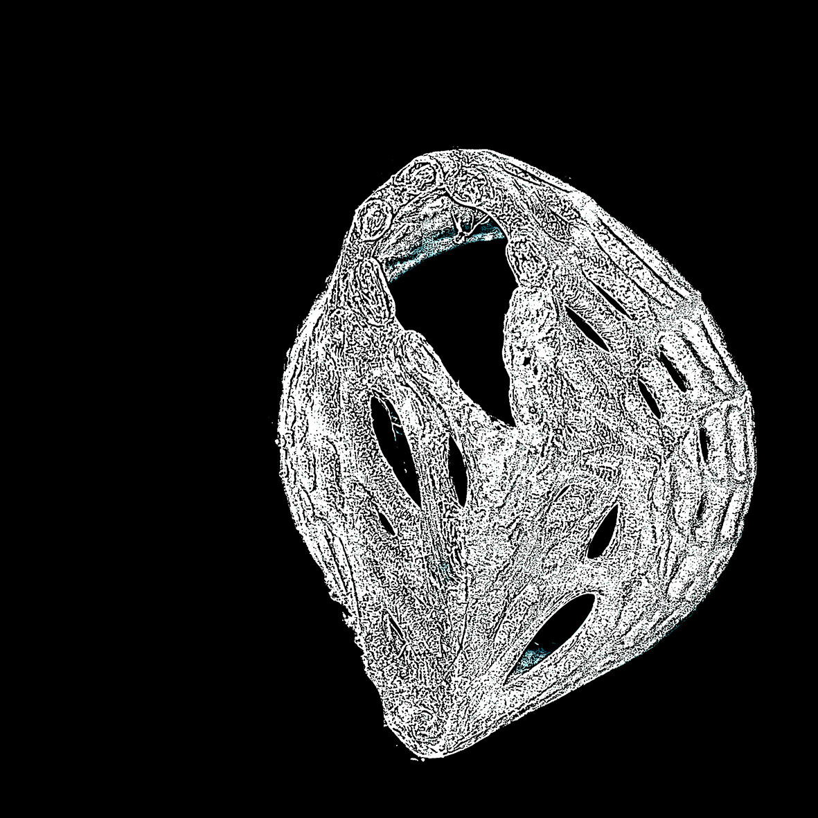Illuminata