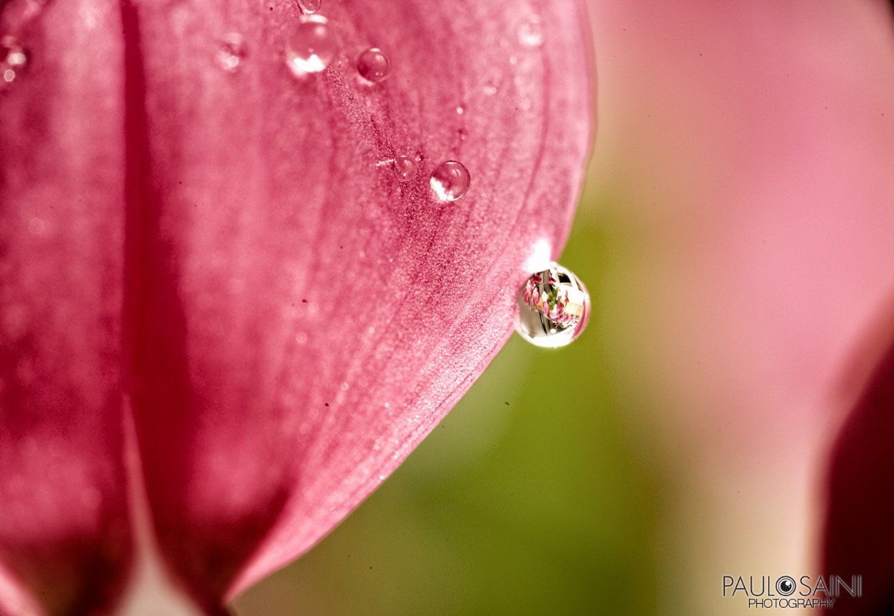 Paulo Saini Photogrpahy