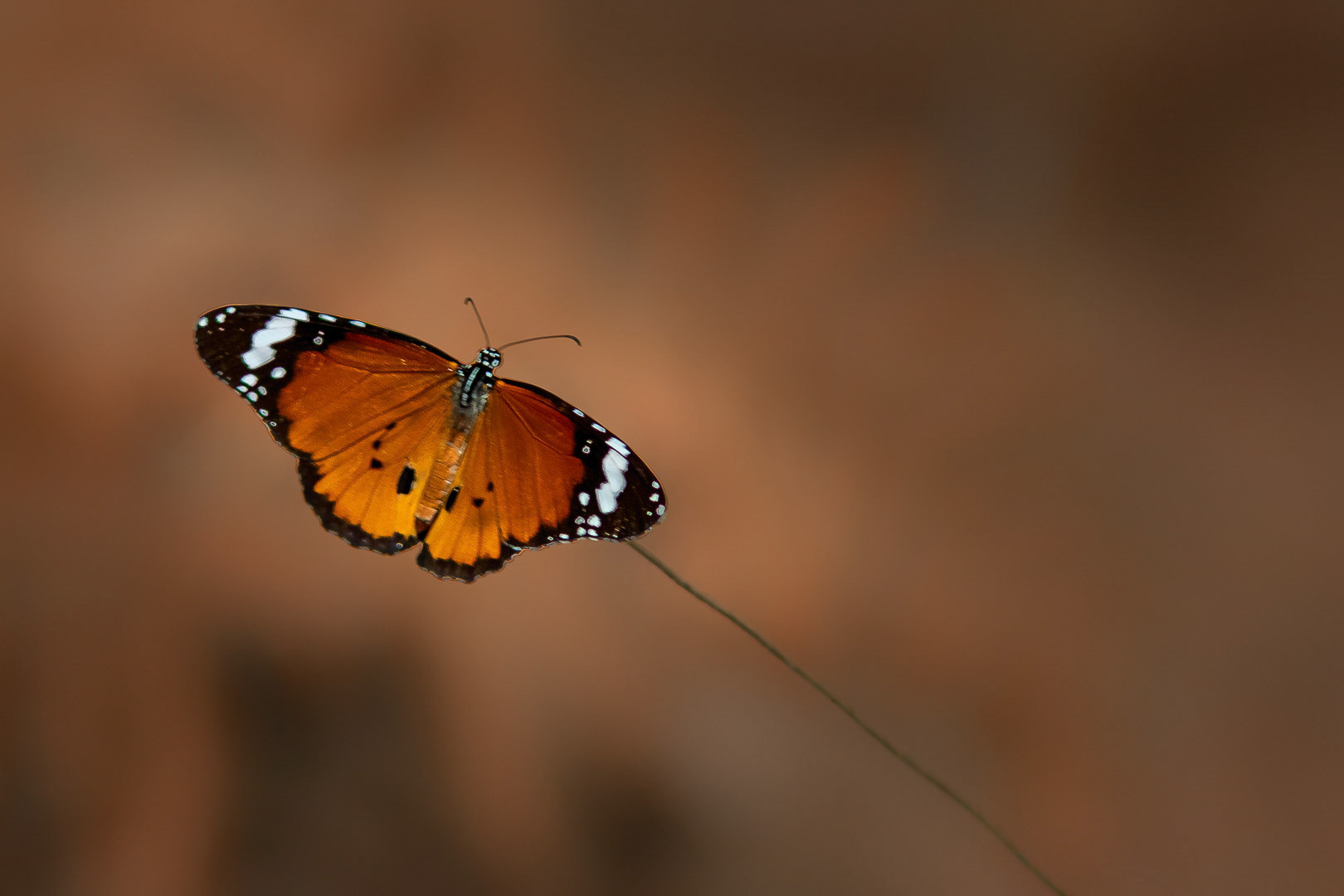 Danaus chrysippus
