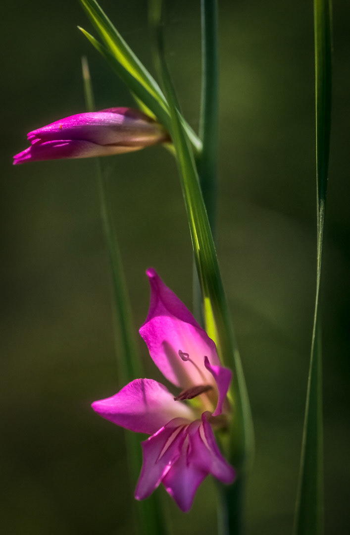 Gladiolus italicus