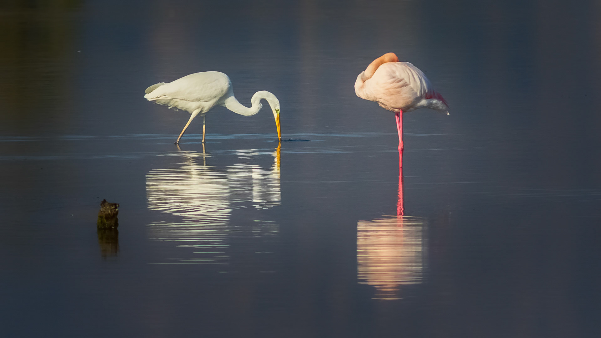 Ardea alba-Phoenicopterus ruber