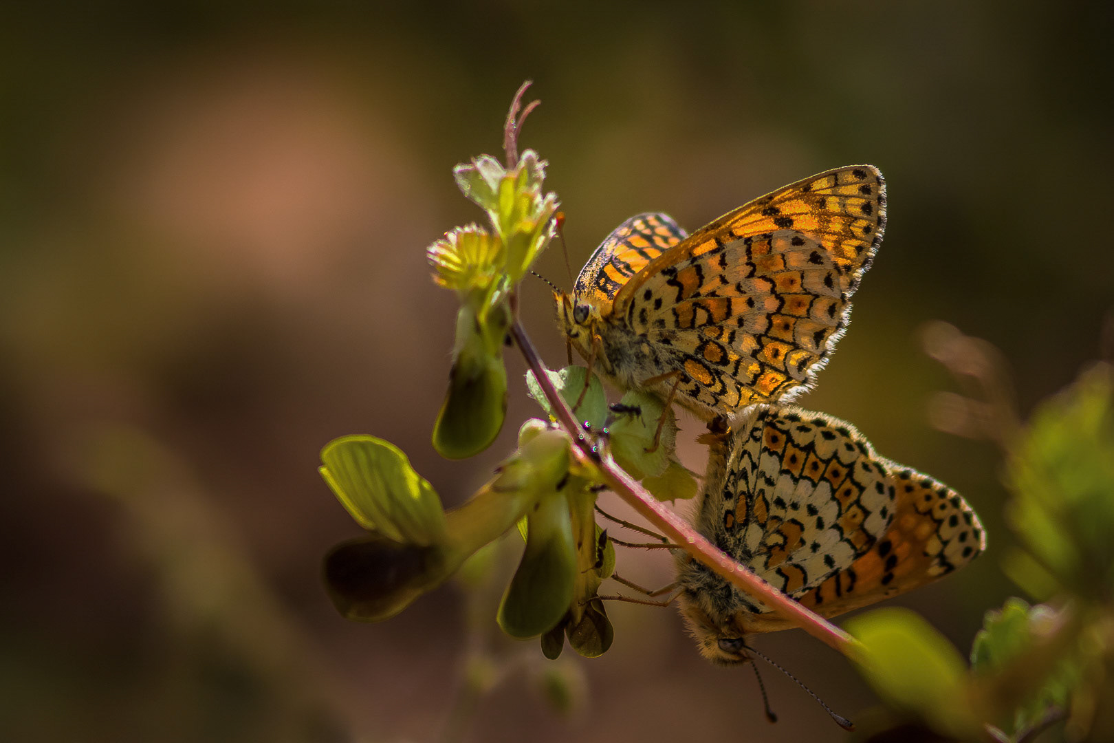 Melitaea cinxia