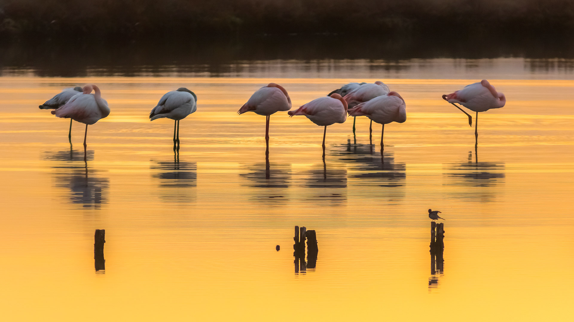 Phoenicopterus ruber