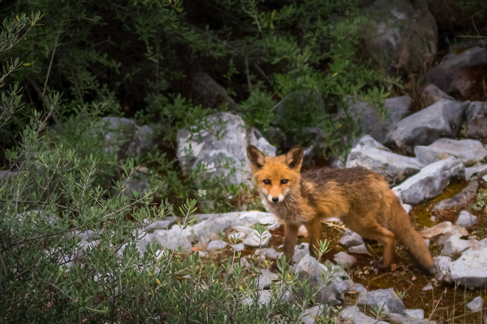 Vulpes vulpes