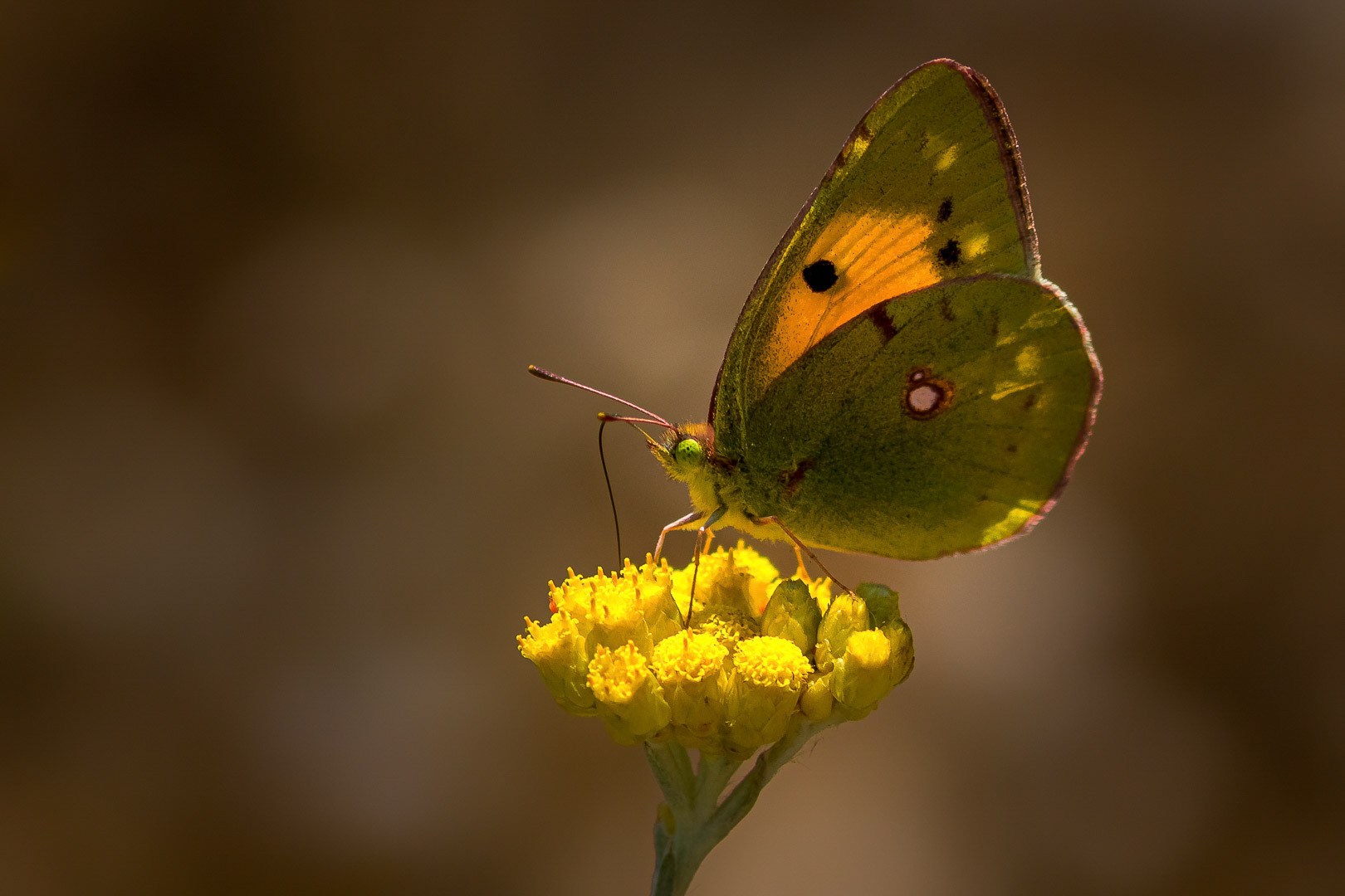 Colias crocea
